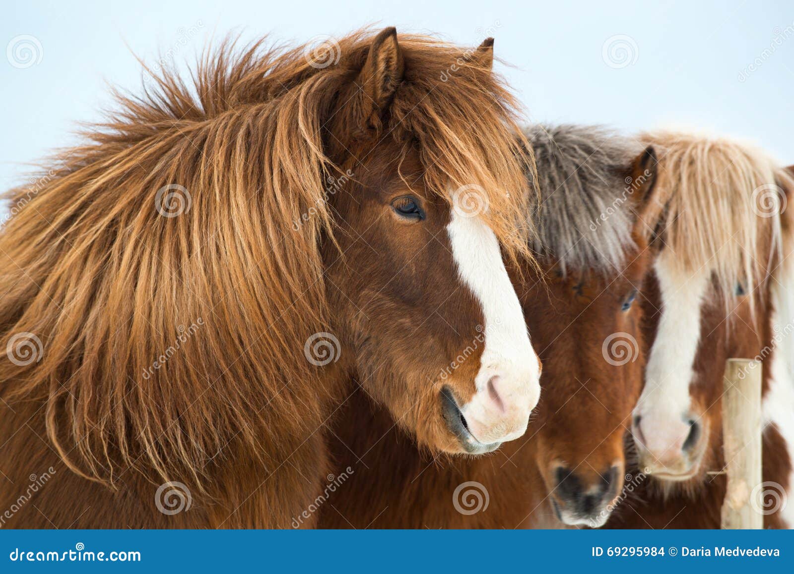 Icelandic Horses in Winter, Iceland Stock Photo Image of icelandic
