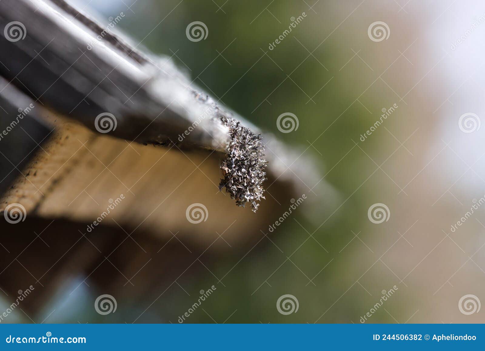 icelandic moss of the roof of a wooden cottage