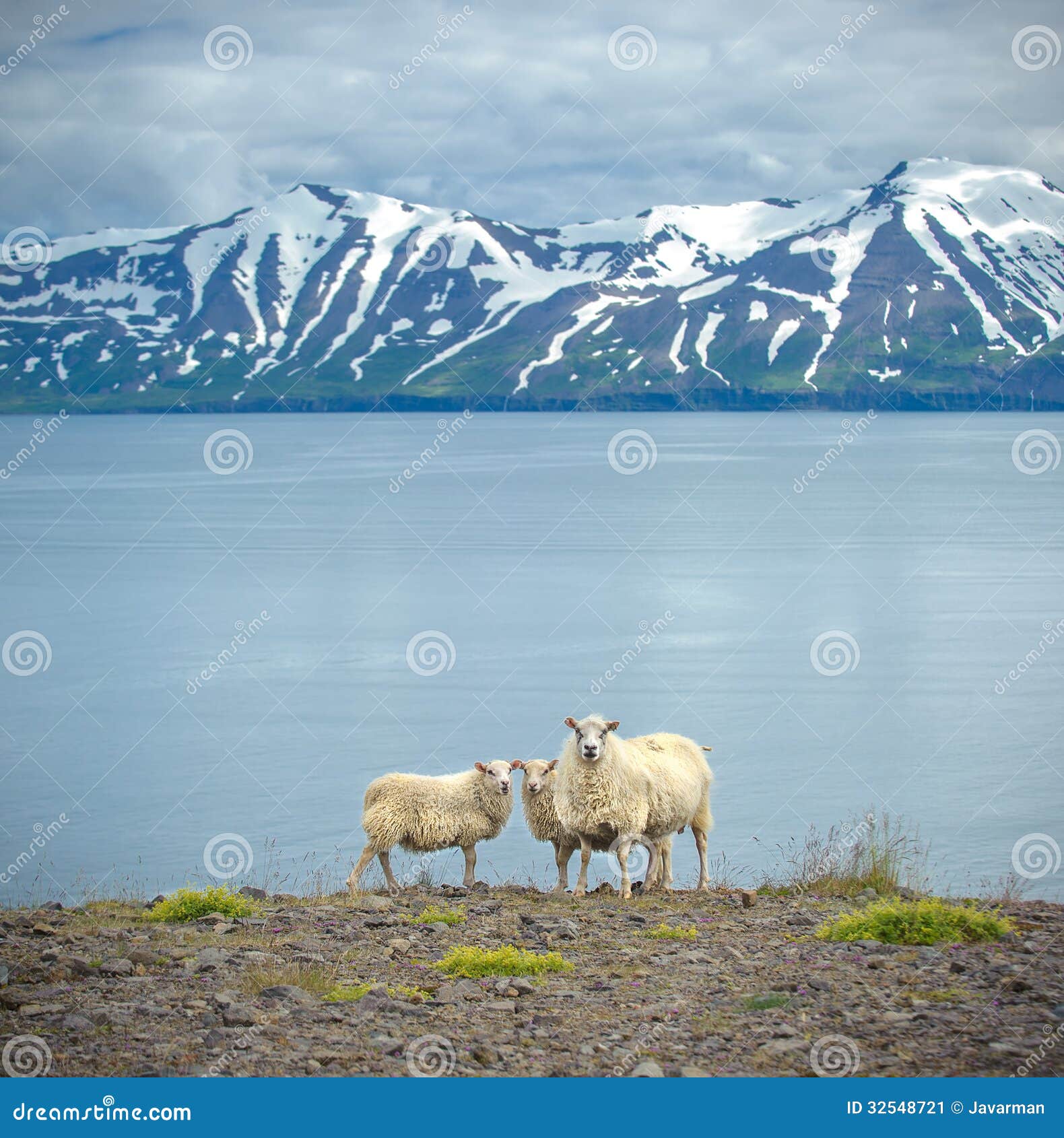 icelandic sheep