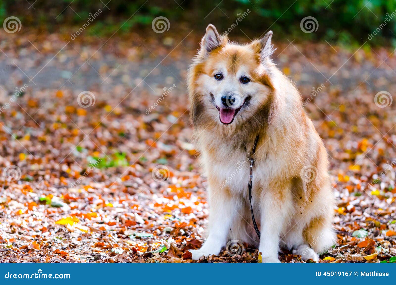 Icelandic sheepdog stock image. Image of animal, iceland 45019167