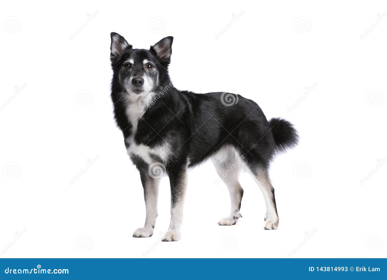 Icelandic Sheepdog or Icelandic Spitz Stock Image - Image of canine ...