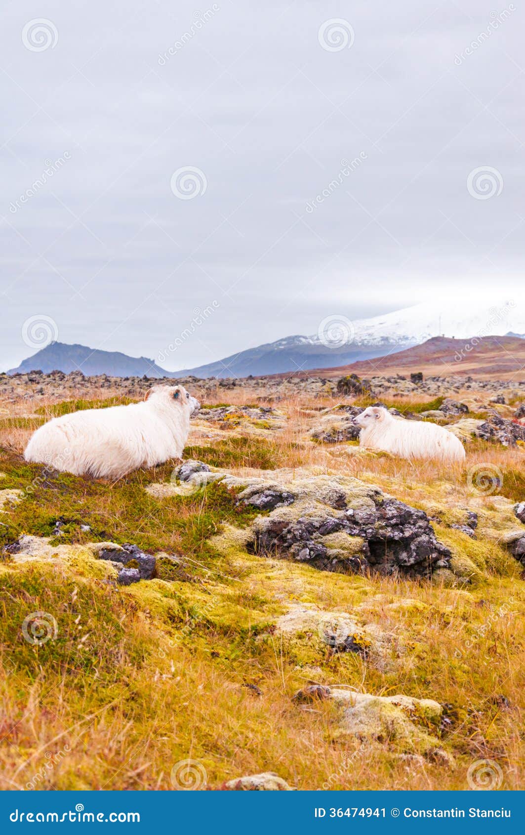 Icelandic sheeps stock image. Image of south, outdoor 36474941