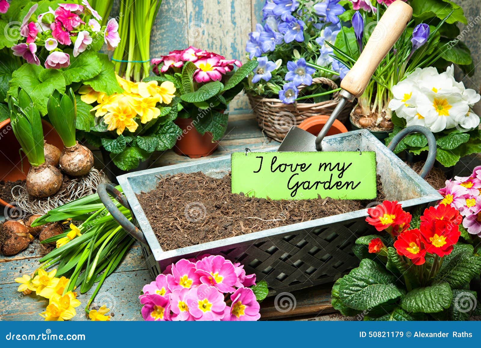 Ich liebe meinen Garten stockbild. Bild von narzissen 50821179