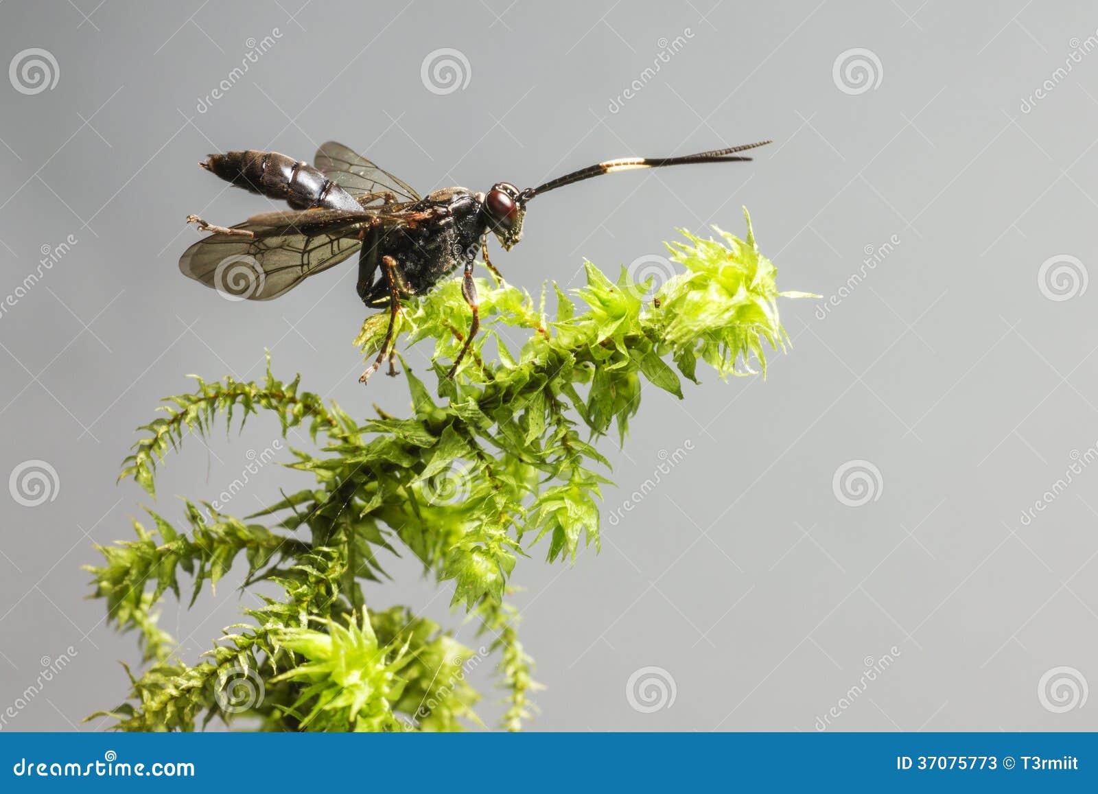 the ichneumon wasp (coelichneumon viola)