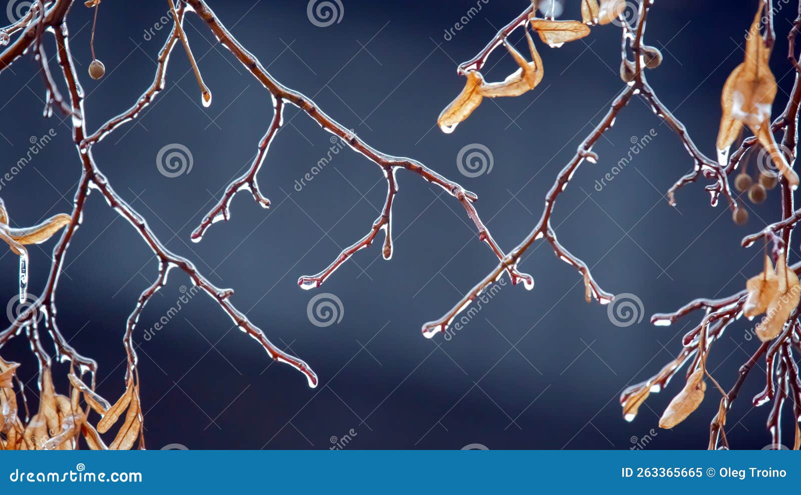 Icicles on the Ice Branches of a Linden Tree. Season of Temperature