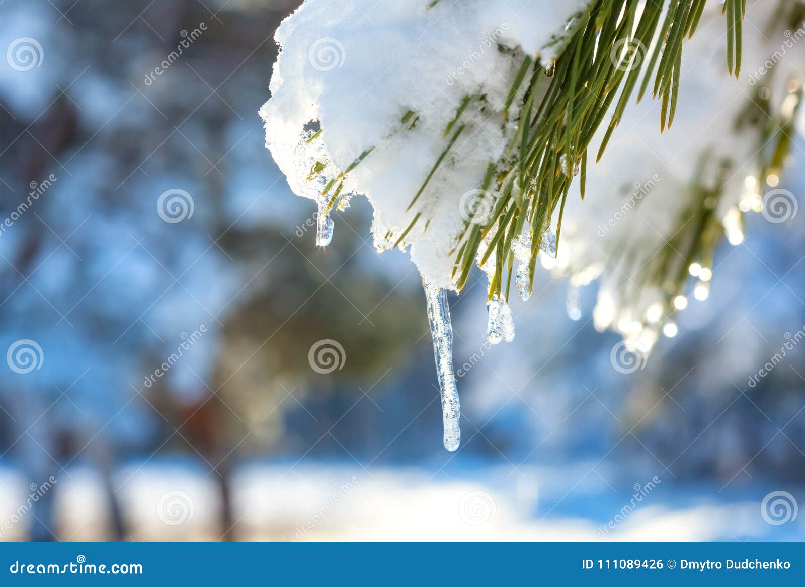 icicles and snow melt on pine branches