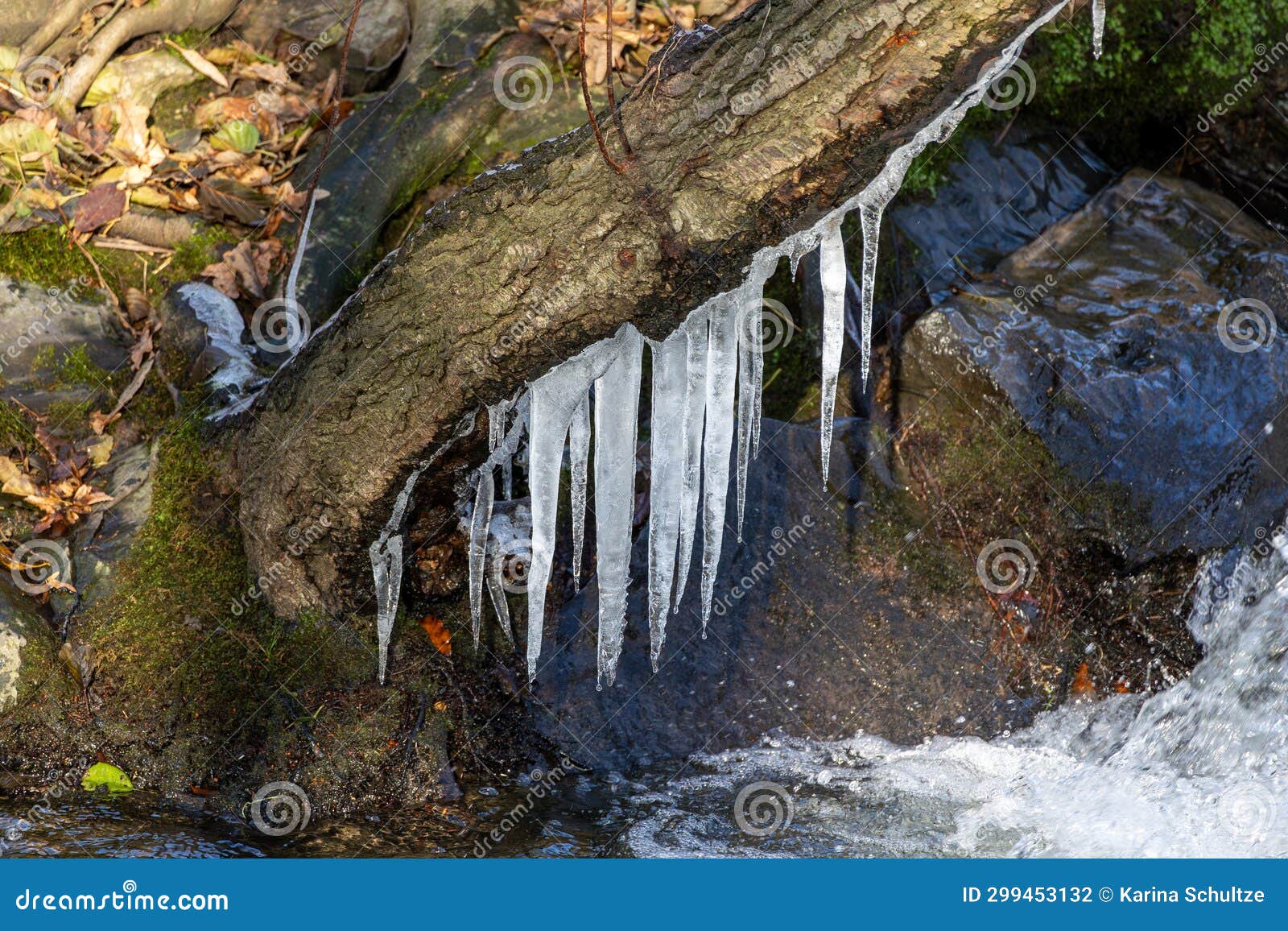 icicles on a tree trunk in a stream in winte