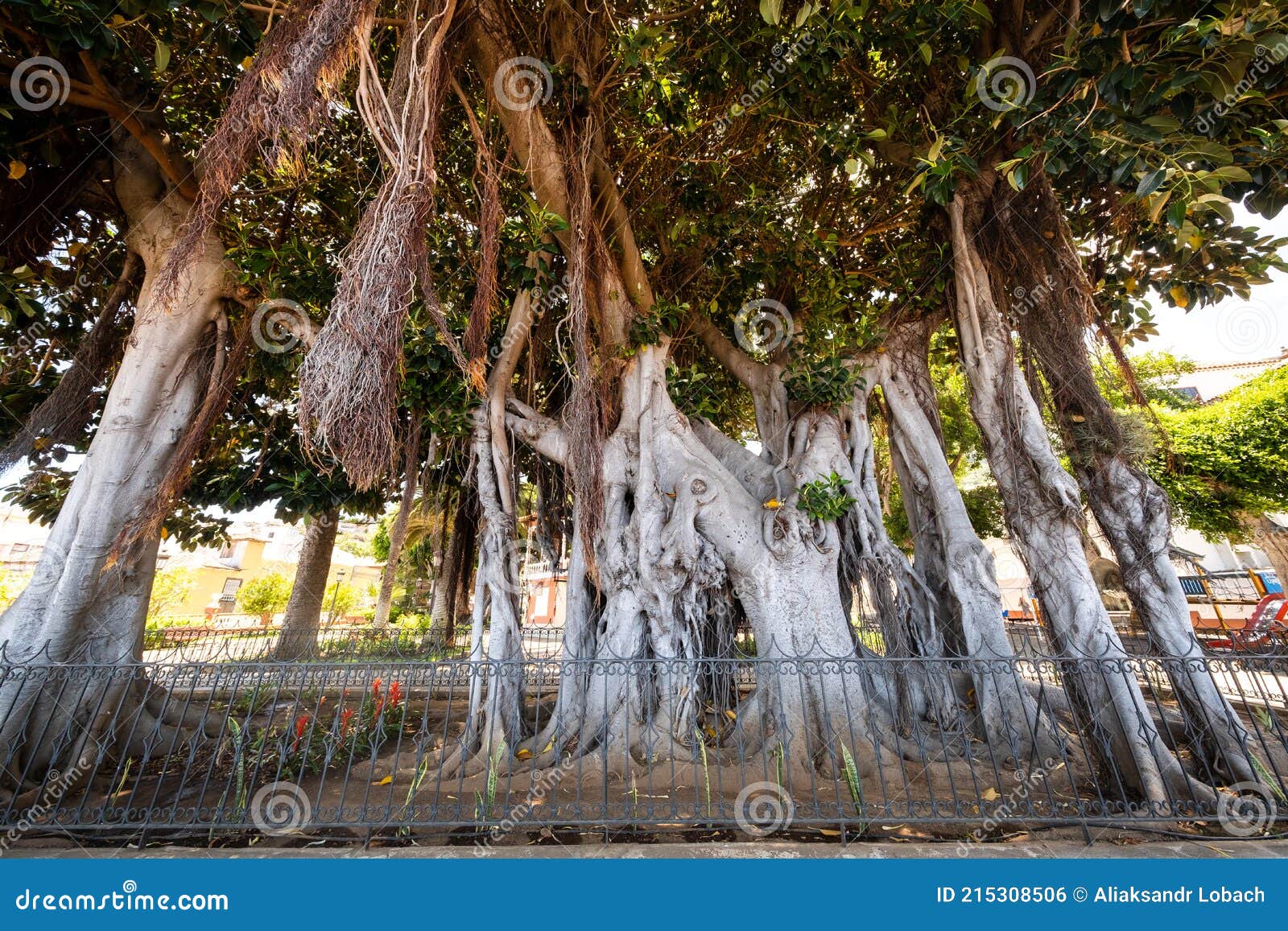 icod de los vinos , tenerife, islas canarias, gran rbol de ficus en el jard n bot nico