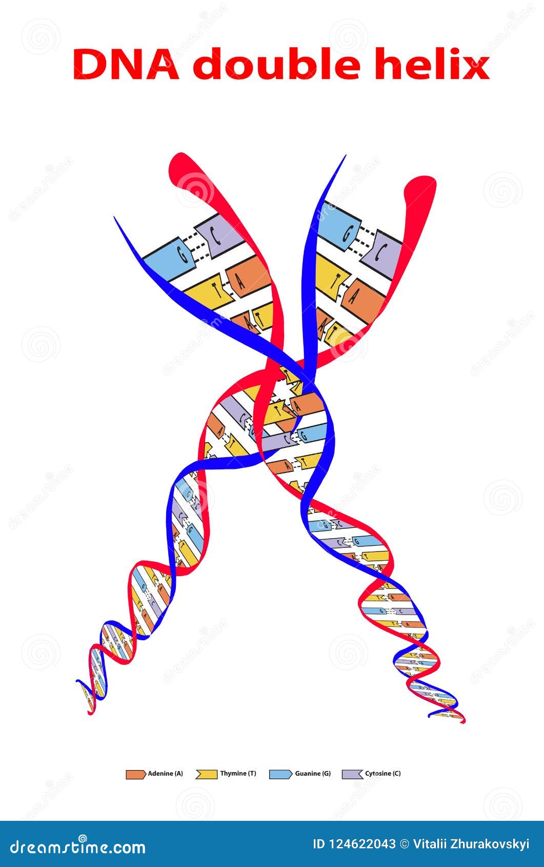 icon dna sign structure double helix split colore on white background. nucleotide, phosphate, sugar, and bases. education  i