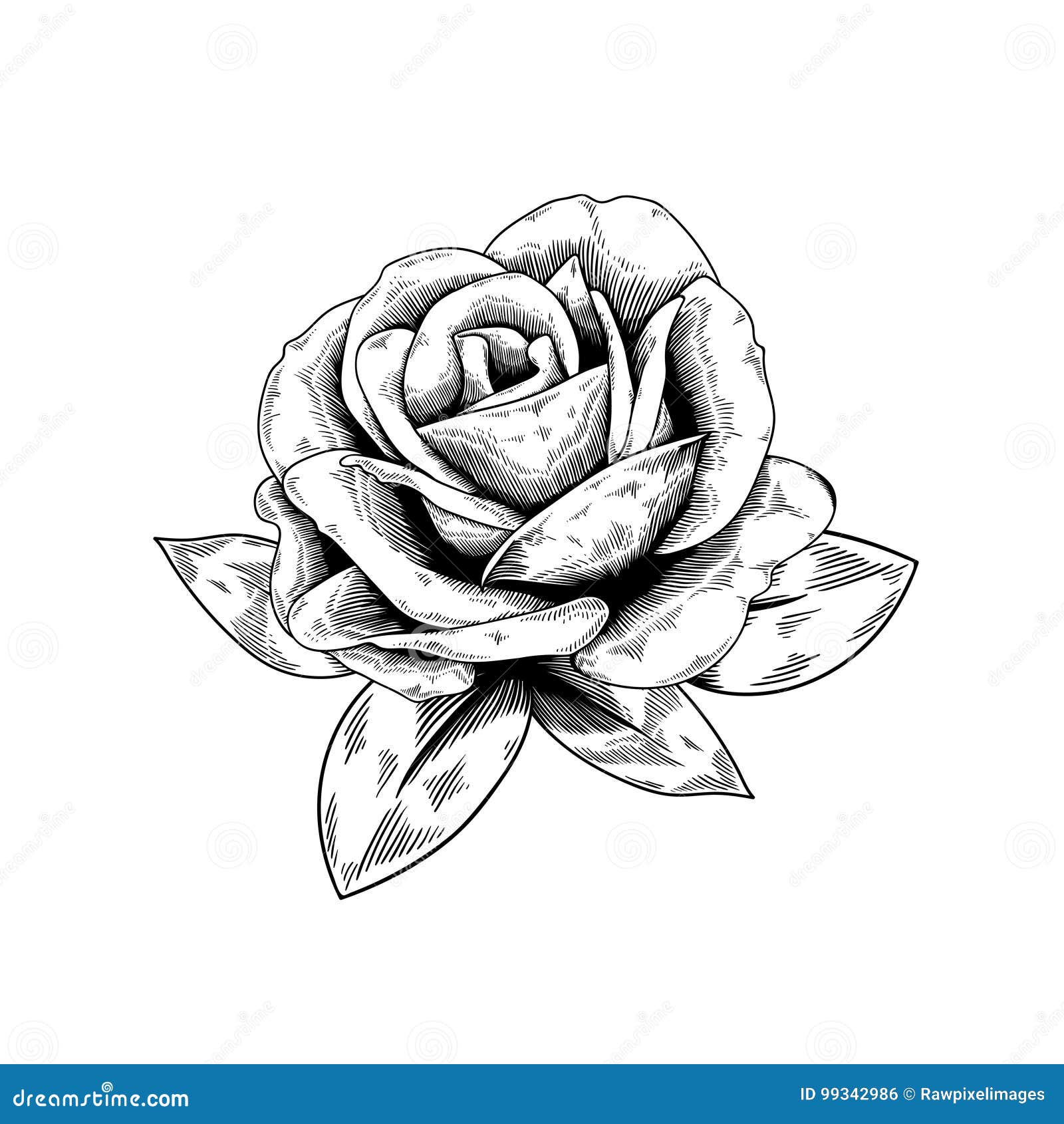 Icona Di Vettore Della Natura Del Fiore Del Disegno Di Rosa Su Fondo Bianco Illustrazione Vettoriale Illustrazione Di Pianta Arte