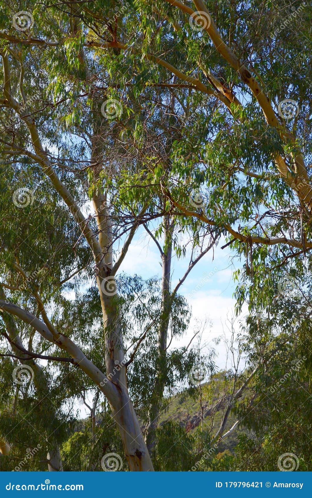 iconic australian bushland scene with tall eucalyptus trees and shrubs.