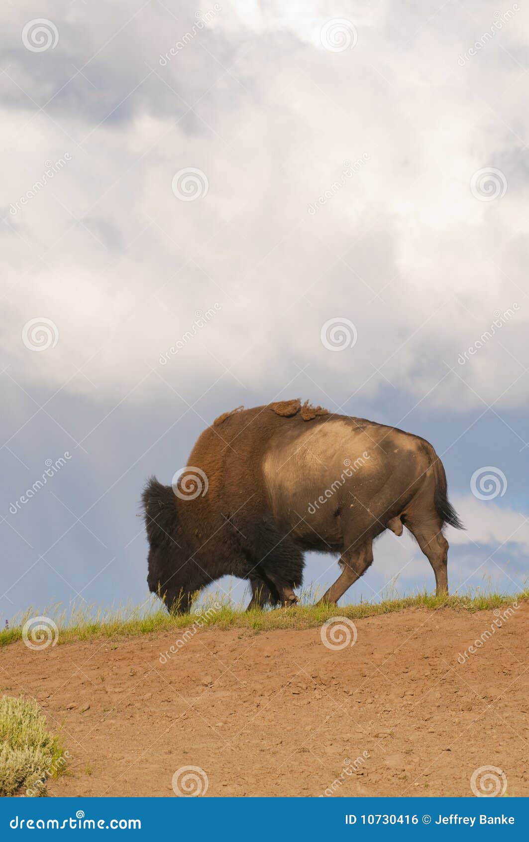 Iconic Bison in Yellowstone Stock Photo Image of herbivore, large