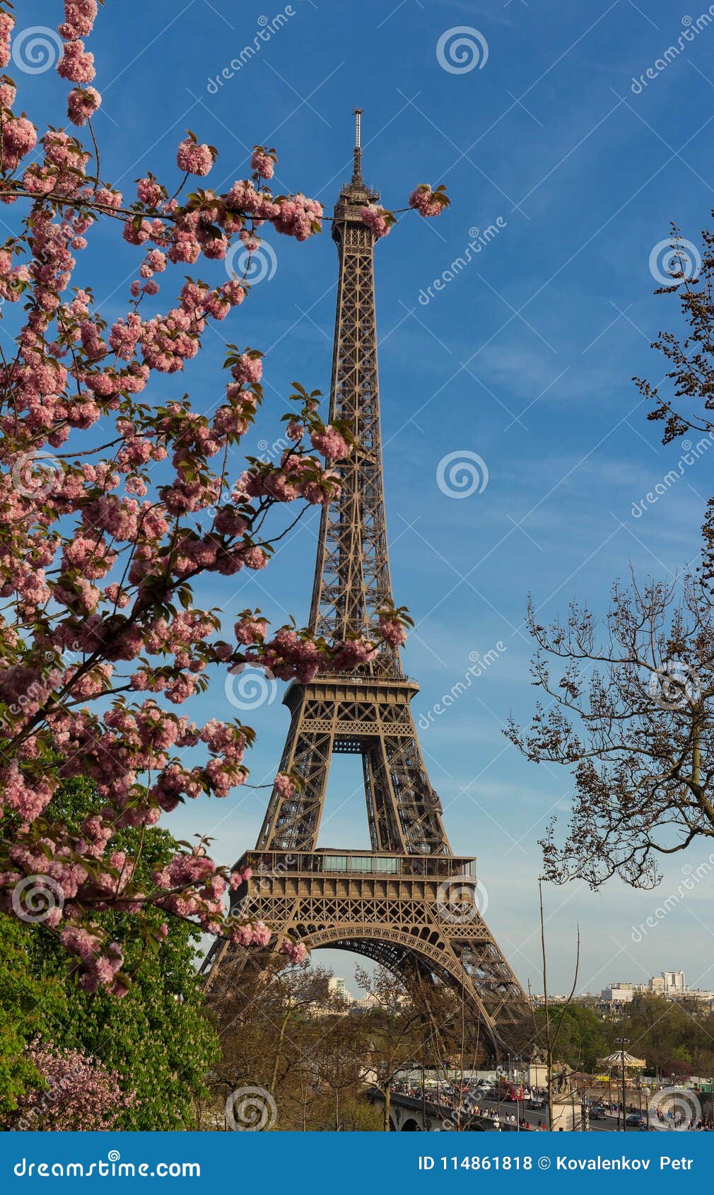 The Iconic Eiffel Tower in Paris on a Sunny Spring Day Behind Cherry