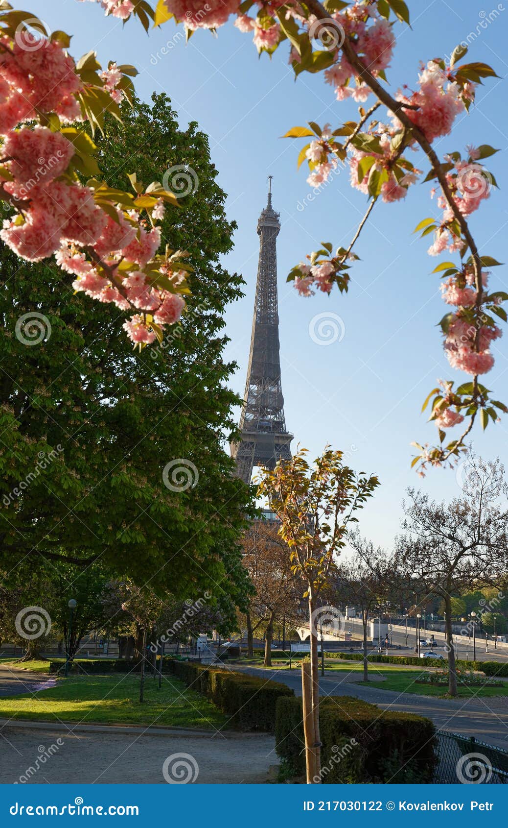 The Iconic Eiffel Tower in Paris on a Sunny Spring Day Behind Cherry
