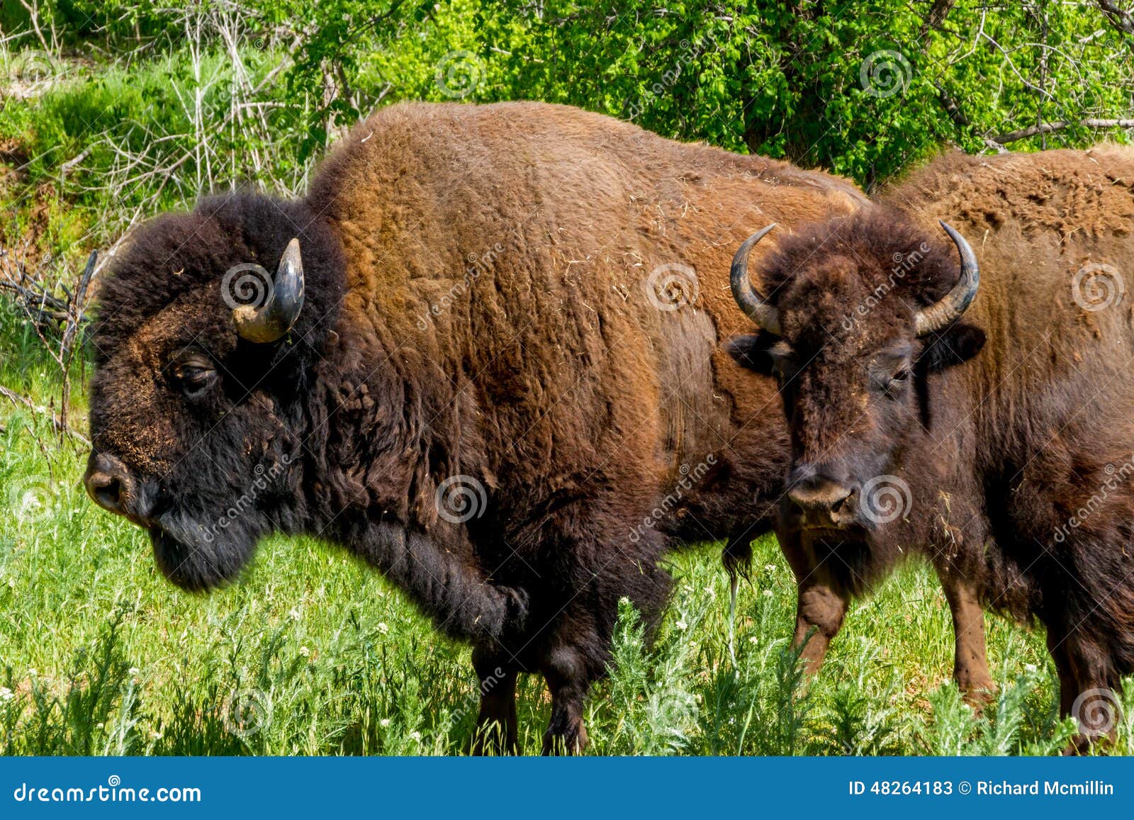 An Iconic Wild Western Symbol - the American Bison, or Buffalo. Stock Image - Image of mammal, animal: 48264183 An Iconic Wild Western Symbol - the American Bison, or Buffalo. Stock Image - Image of mammal, animal: 48264183