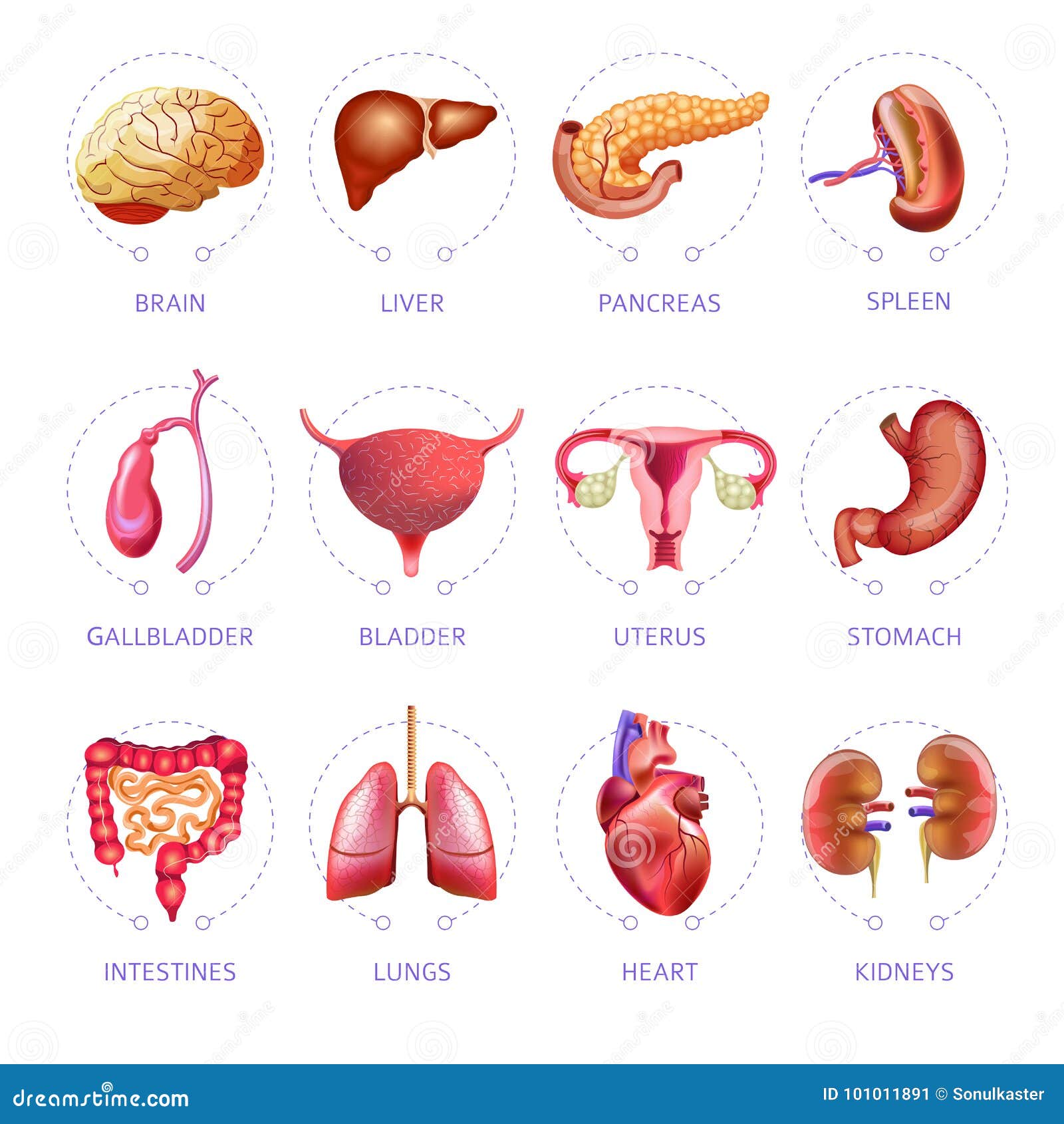 Iconos Aislados Plano Médico De La Anatomía Del Vector De Los órganos
