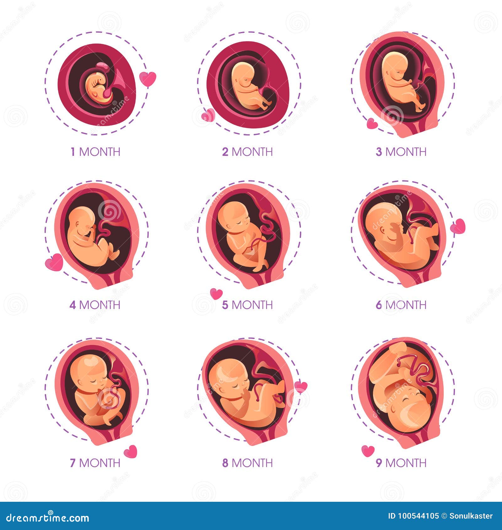 Iconos Infographic Planos Del Vector Del Desarrollo Fetal Del Embarazo