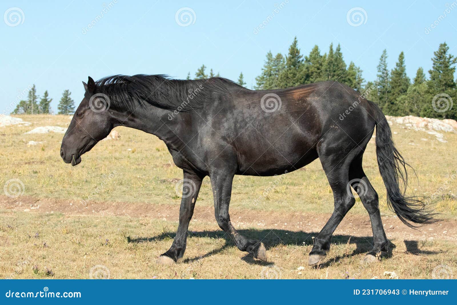Aarzelen Beg Trend Icoon Van Het Westelijke Wilde Paard Mustang Zwarte Merg in Het Pryor -  Gebergte - Reservaat Voor Wilde Paarden in Montana Usa Stock Afbeelding -  Image of rand, wijfje: 231706943