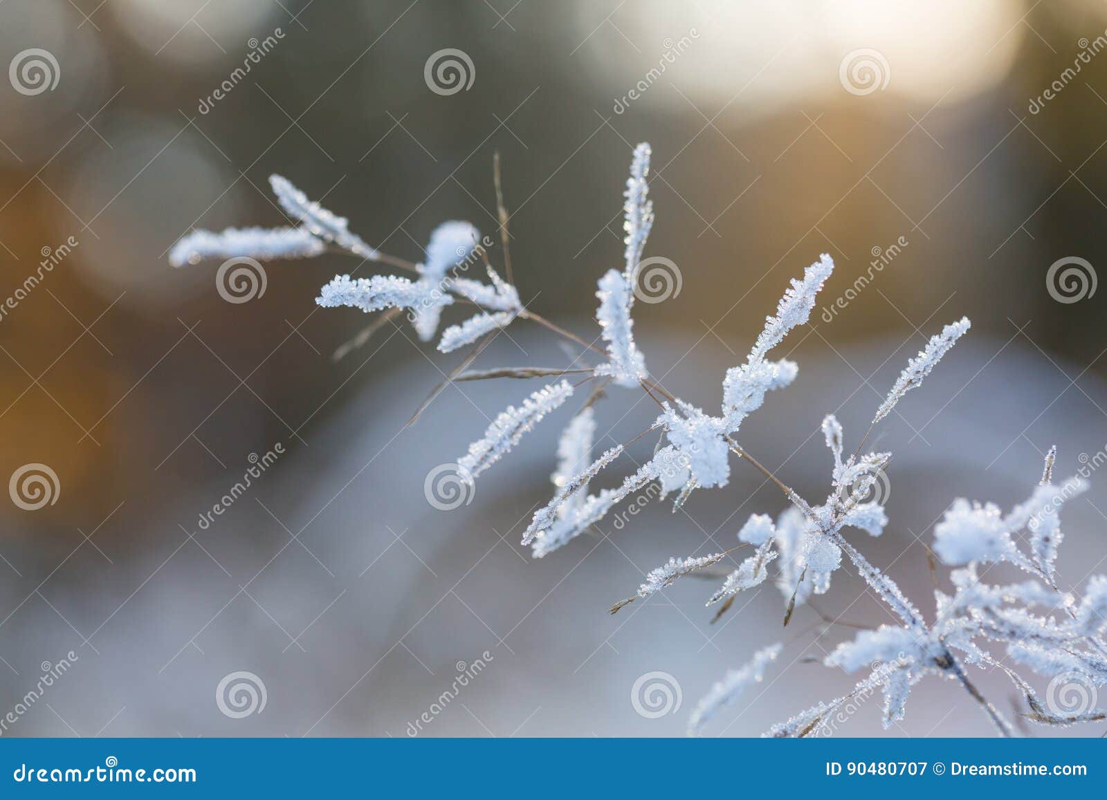 Icy Flower stock image. Image of blossom, iceflowers - 90480707