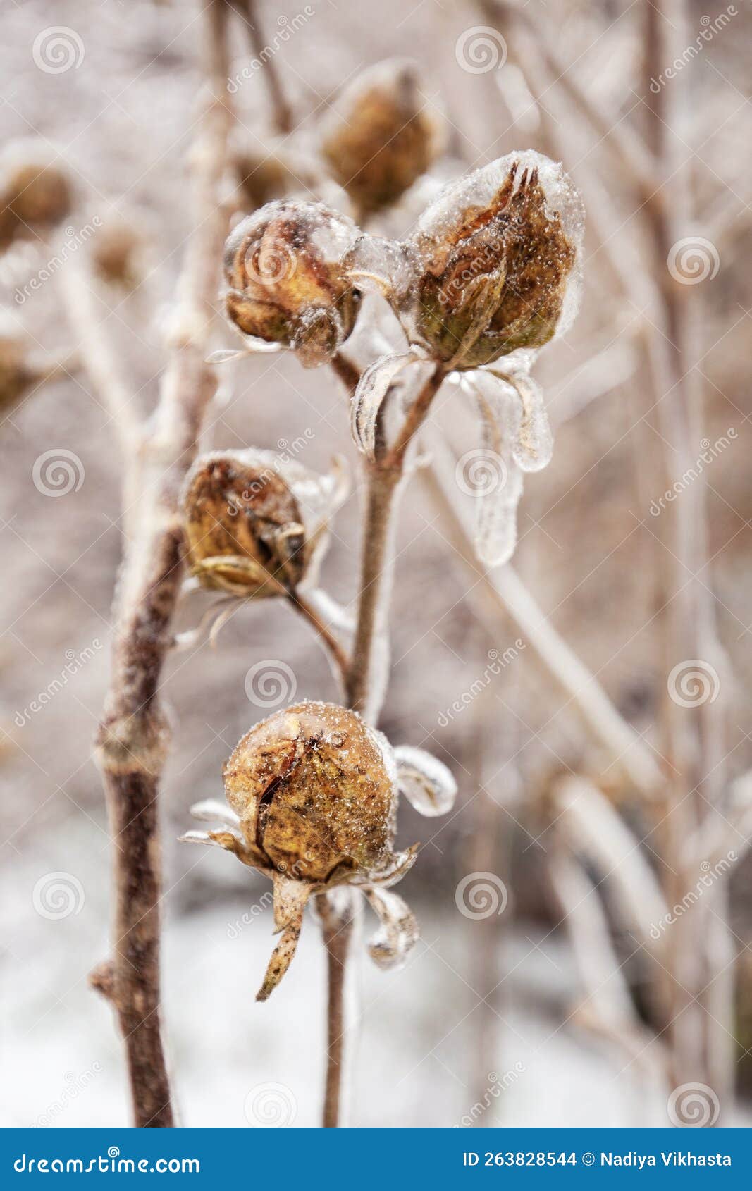 Icy Flower through Icy Rain Stock Photo Image of autumn, snow 263828544