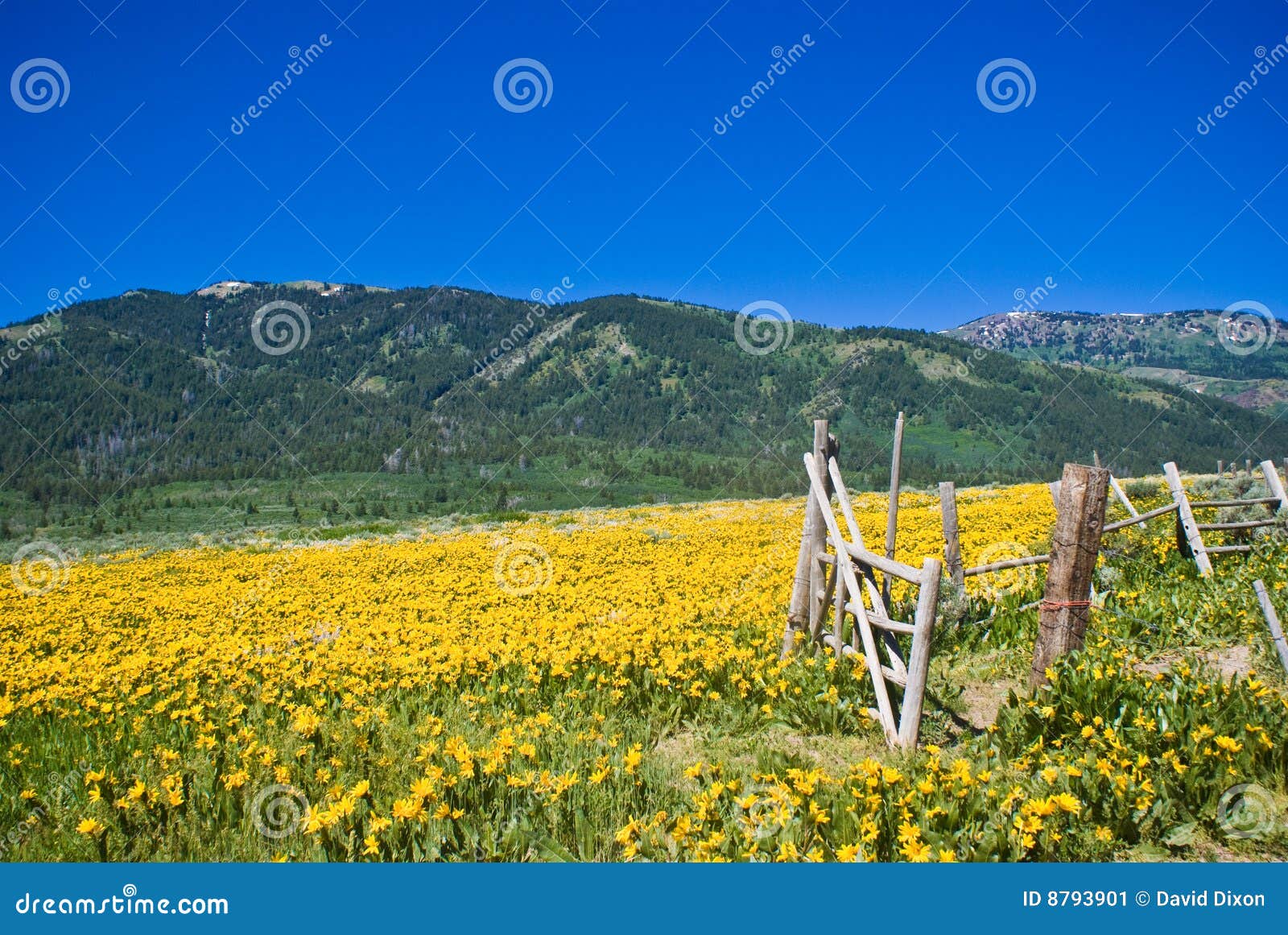 idaho mountains in june