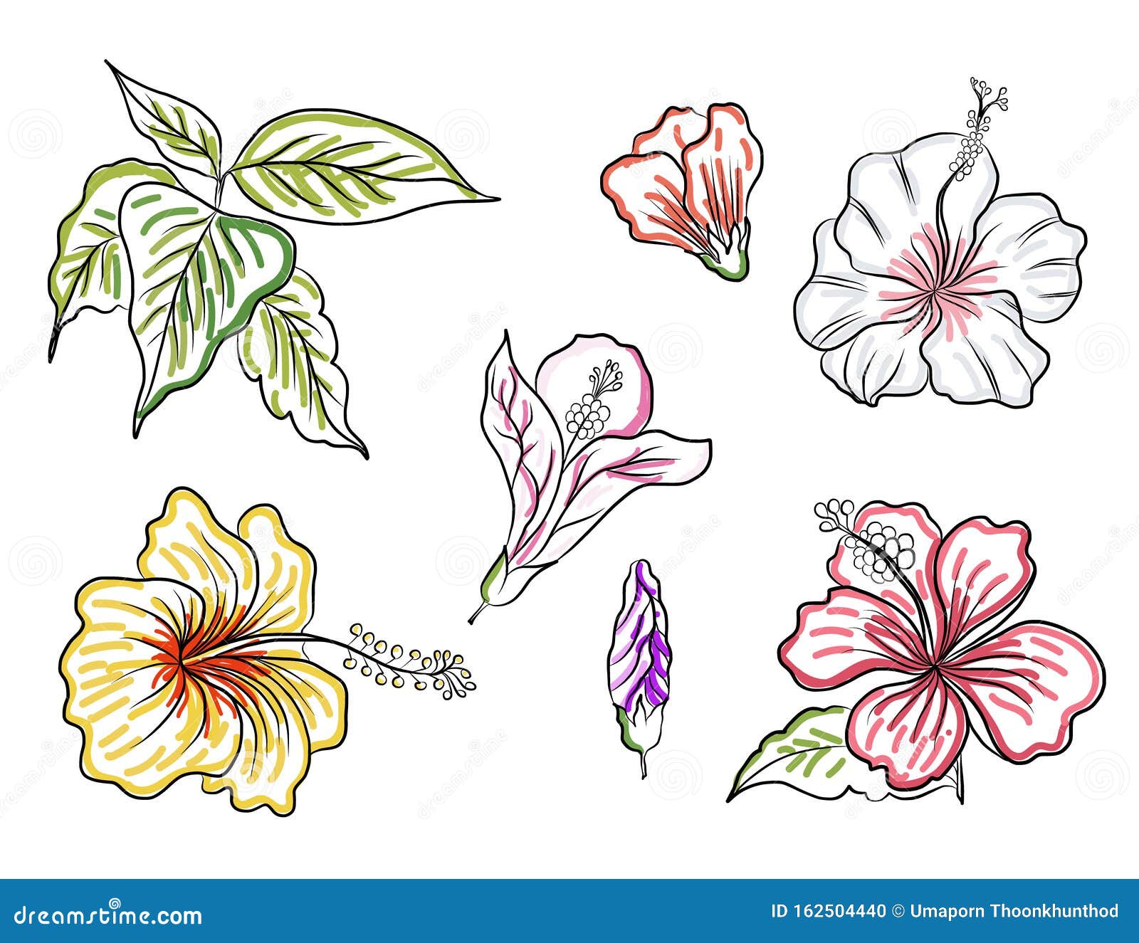 Hibiscus Flower Vector Set for Tattoo Design or Printing on Jacket on ...