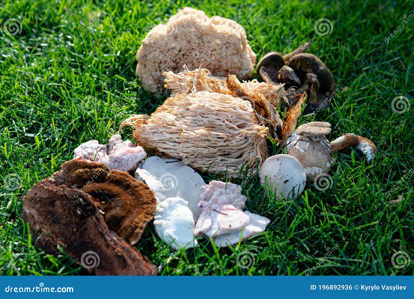 .identification of Medicinal Mushrooms, Fungotherapy in Our Days Stock