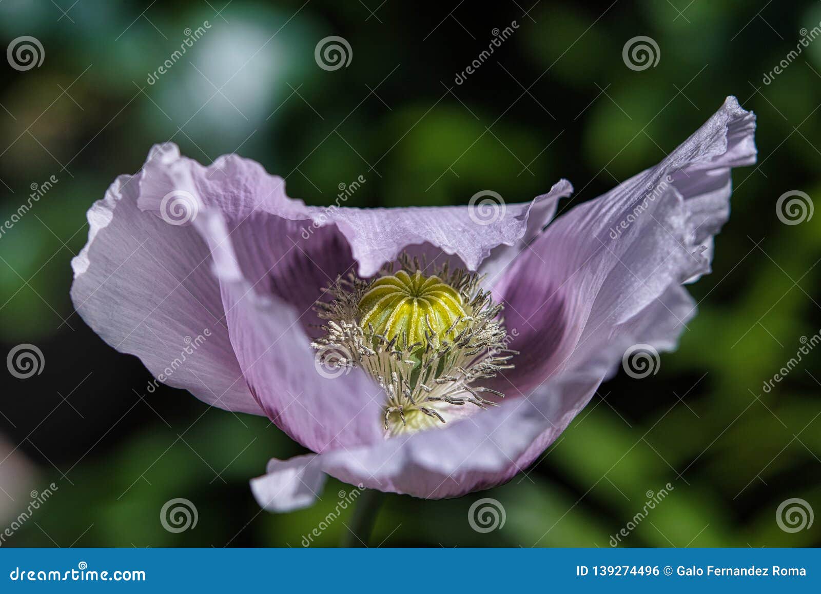 idylic lilac and purple breadseed poppy flower in the wind on a green spring garden.