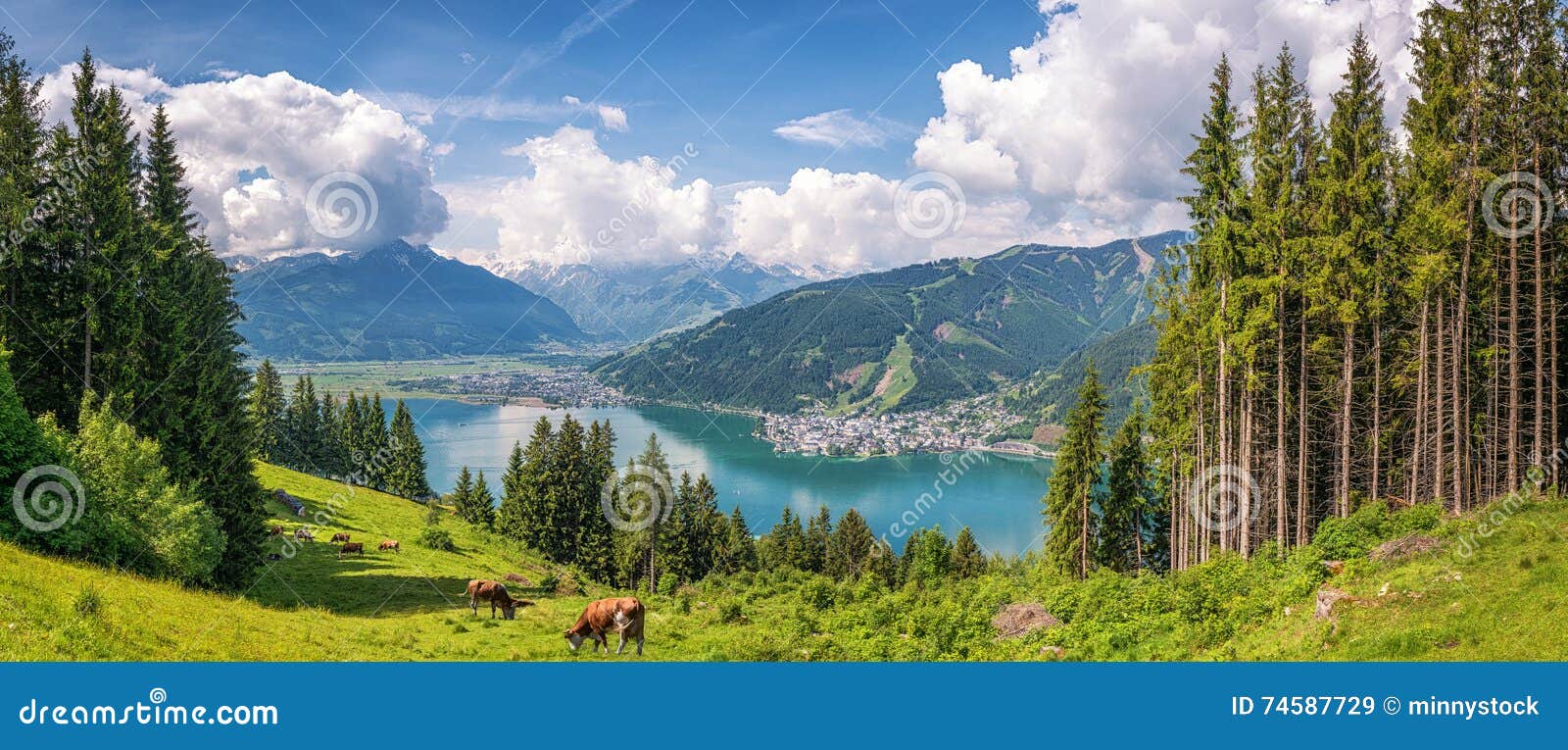 idyllic alpine landscape with cows grazing and famous zeller lake, salzburg, austria