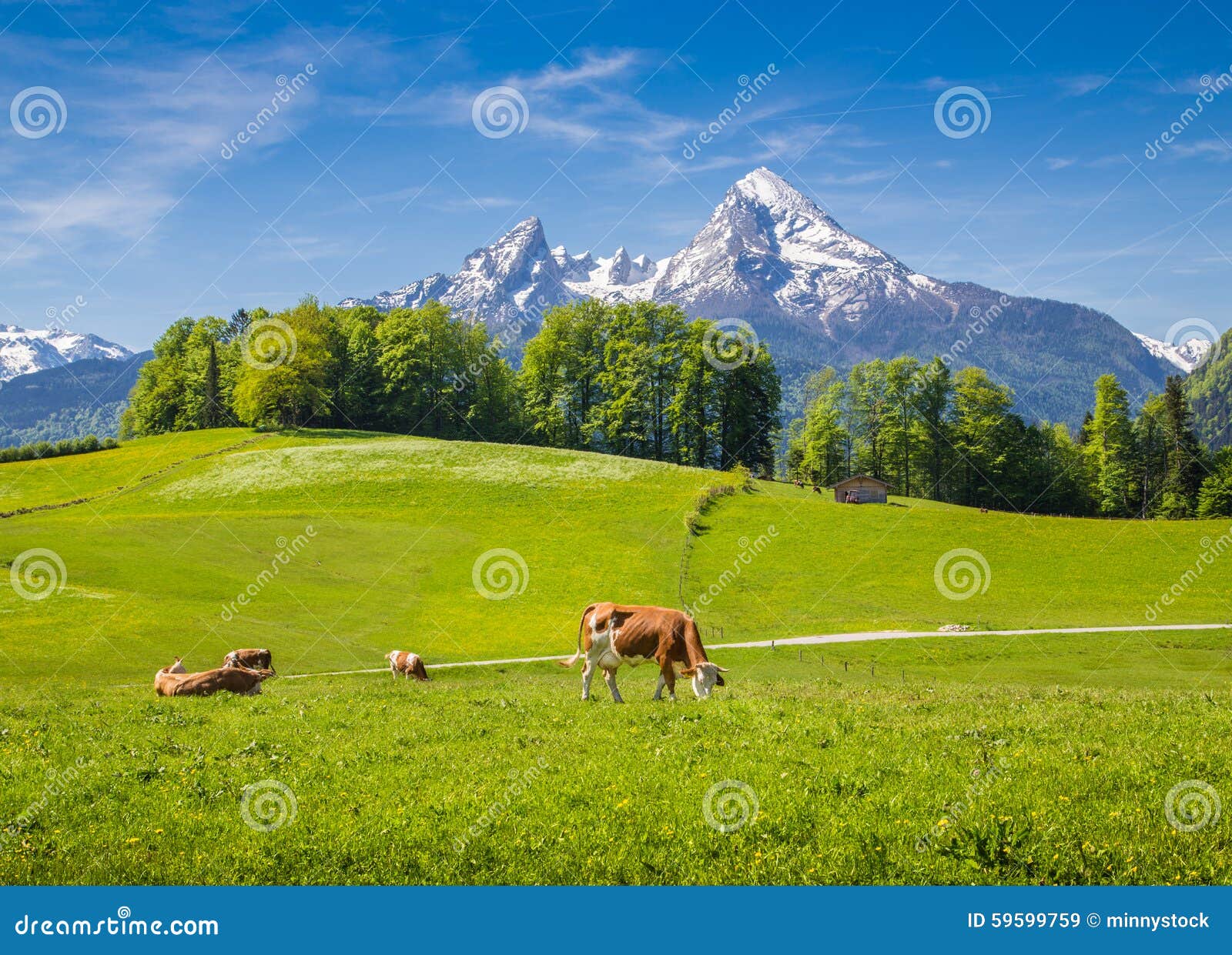 idyllic landscape in the alps with cow grazing on fresh green mountain pastures
