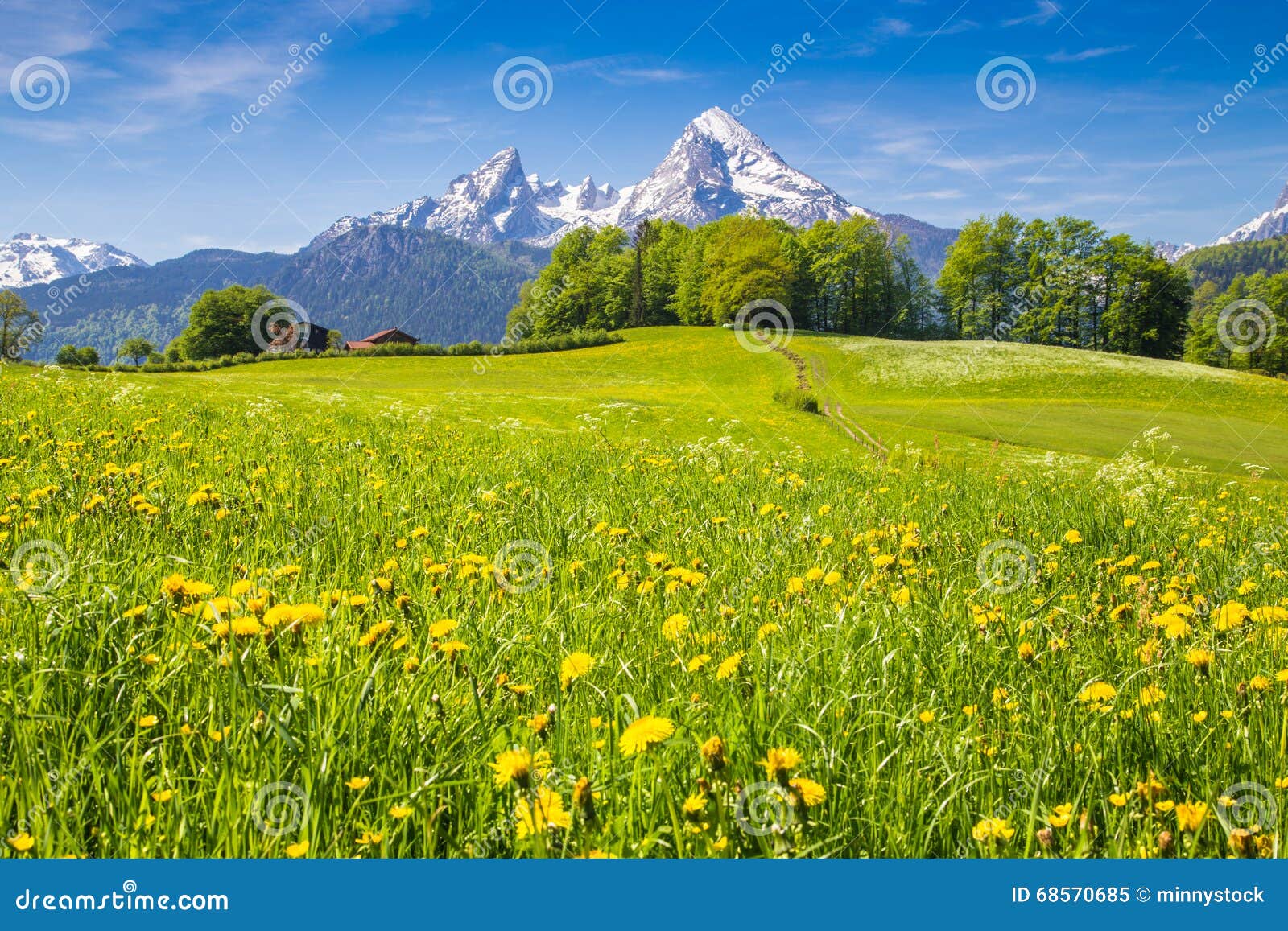 idyllic landscape in the alps with green meadows and flowers