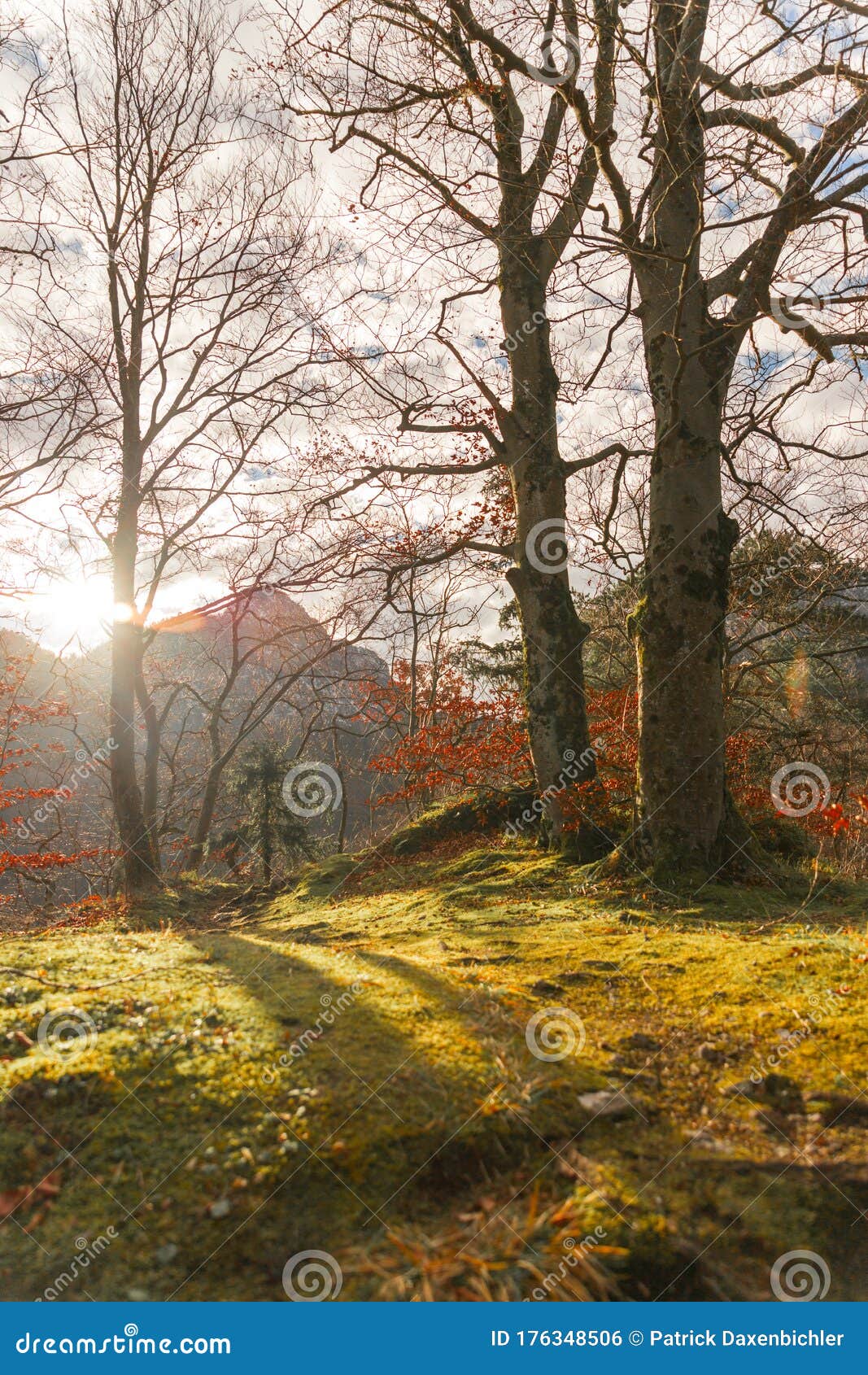 idyllic landscape, timberland, outdoors