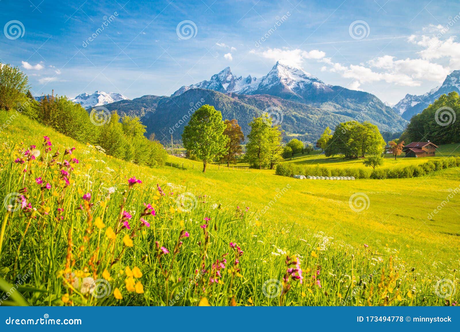 Idyllic Mountain Scenery In The Alps With Blooming Meadows In