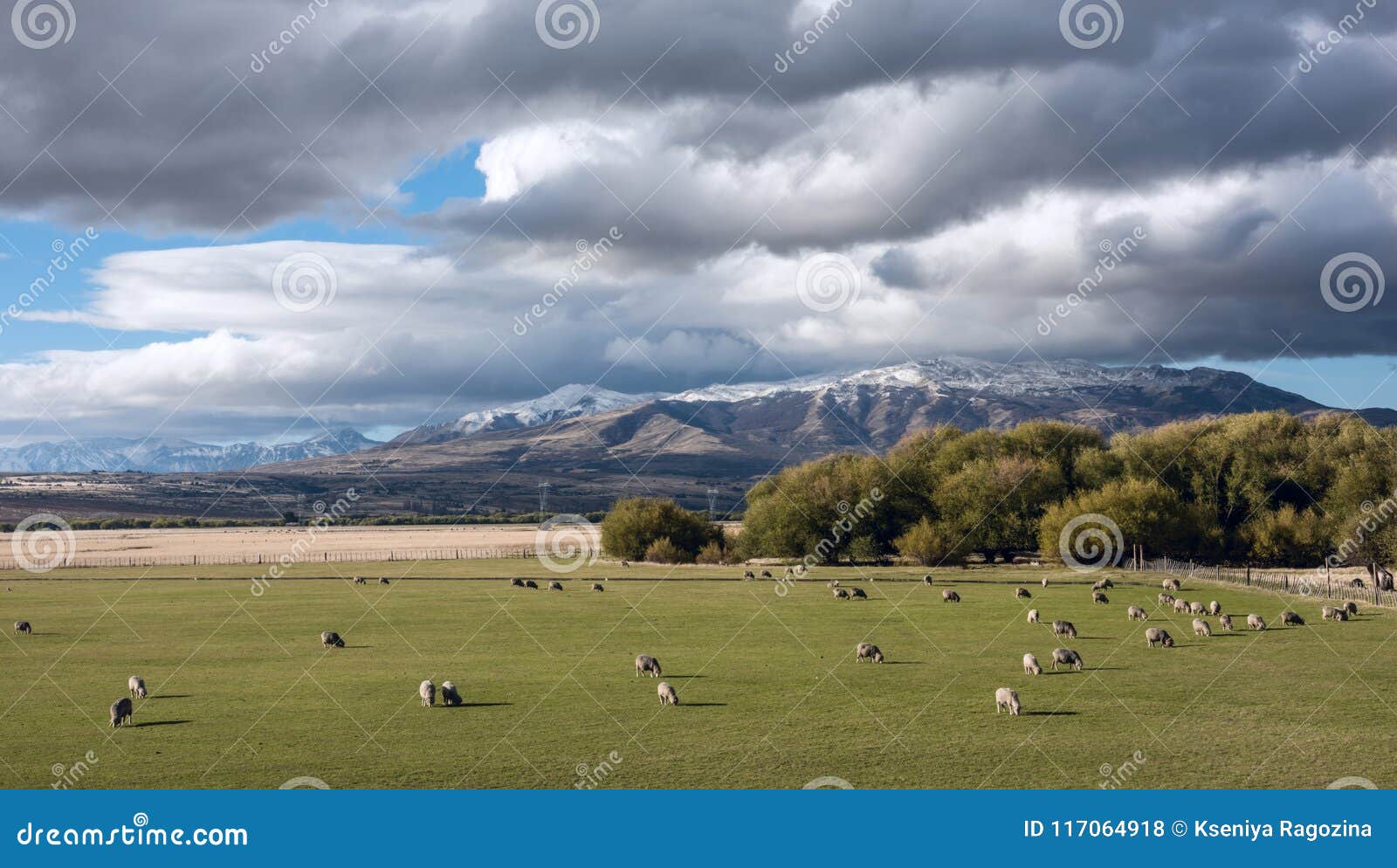 idyllic patagonian landscape with lambs