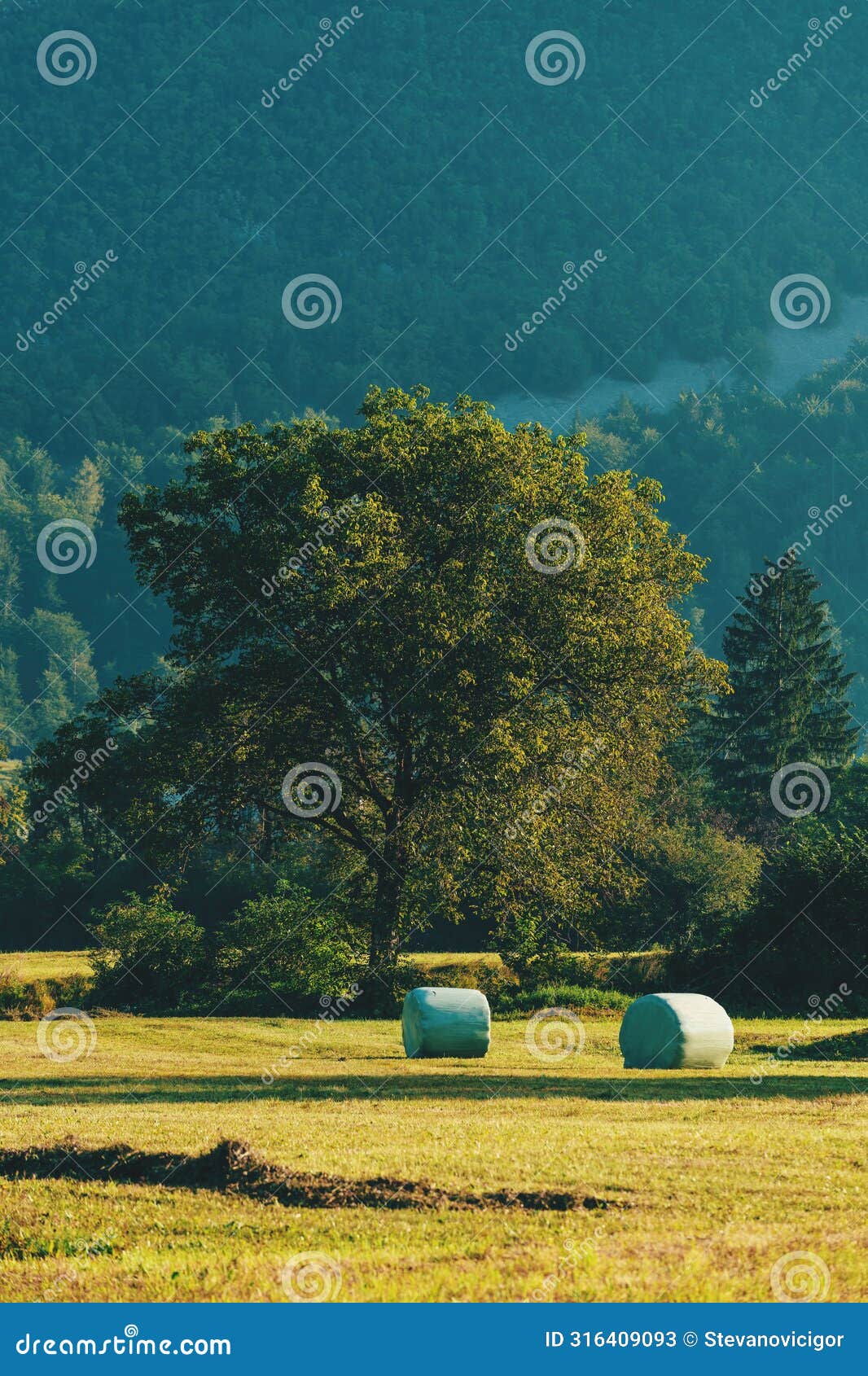 idyllic picturesque farm meadow with rolled forage bales of mowed grass wrapped in plastic in summer afternoon, detail from bohinj
