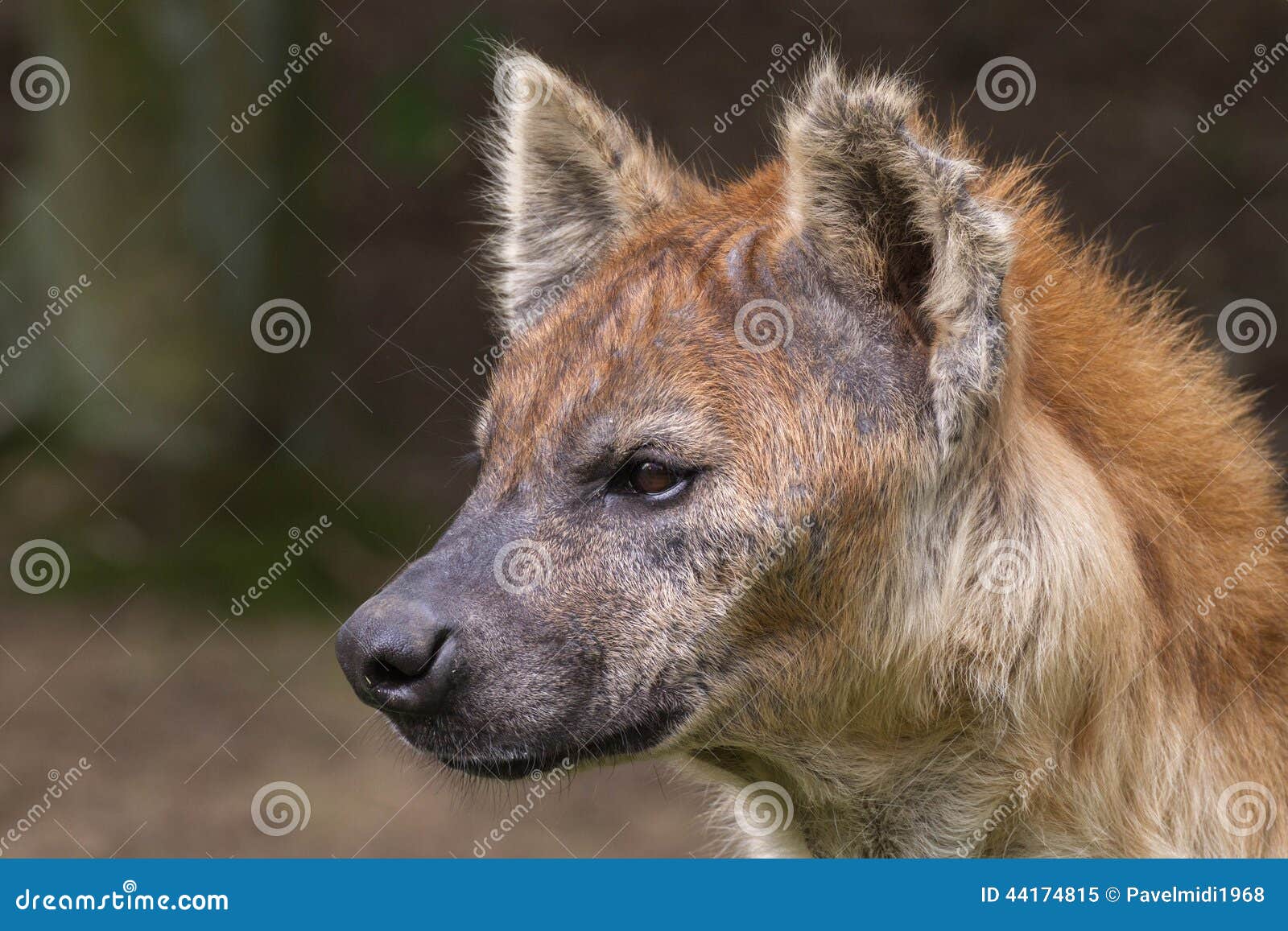 Iena macchiata immagine stock. Immagine di erba, cane 44174815