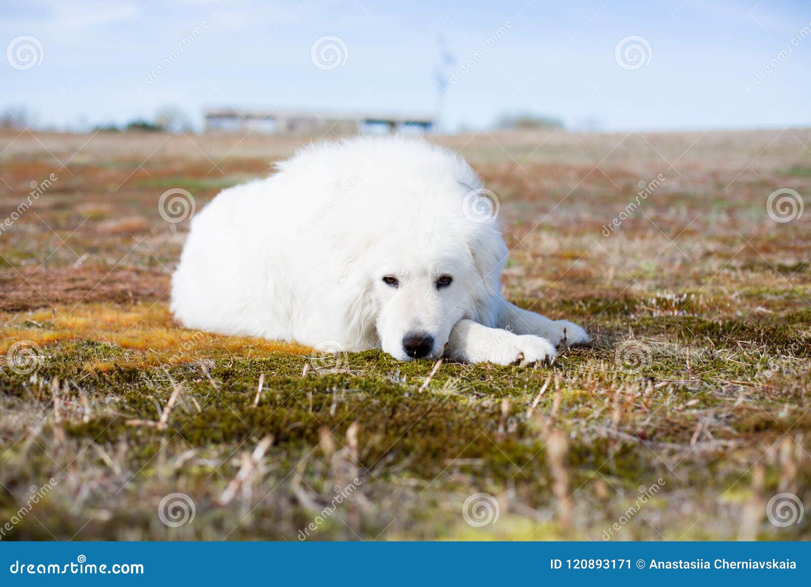 big white fluffy dog lying on moss and looking to the camera in the field on a sunny day