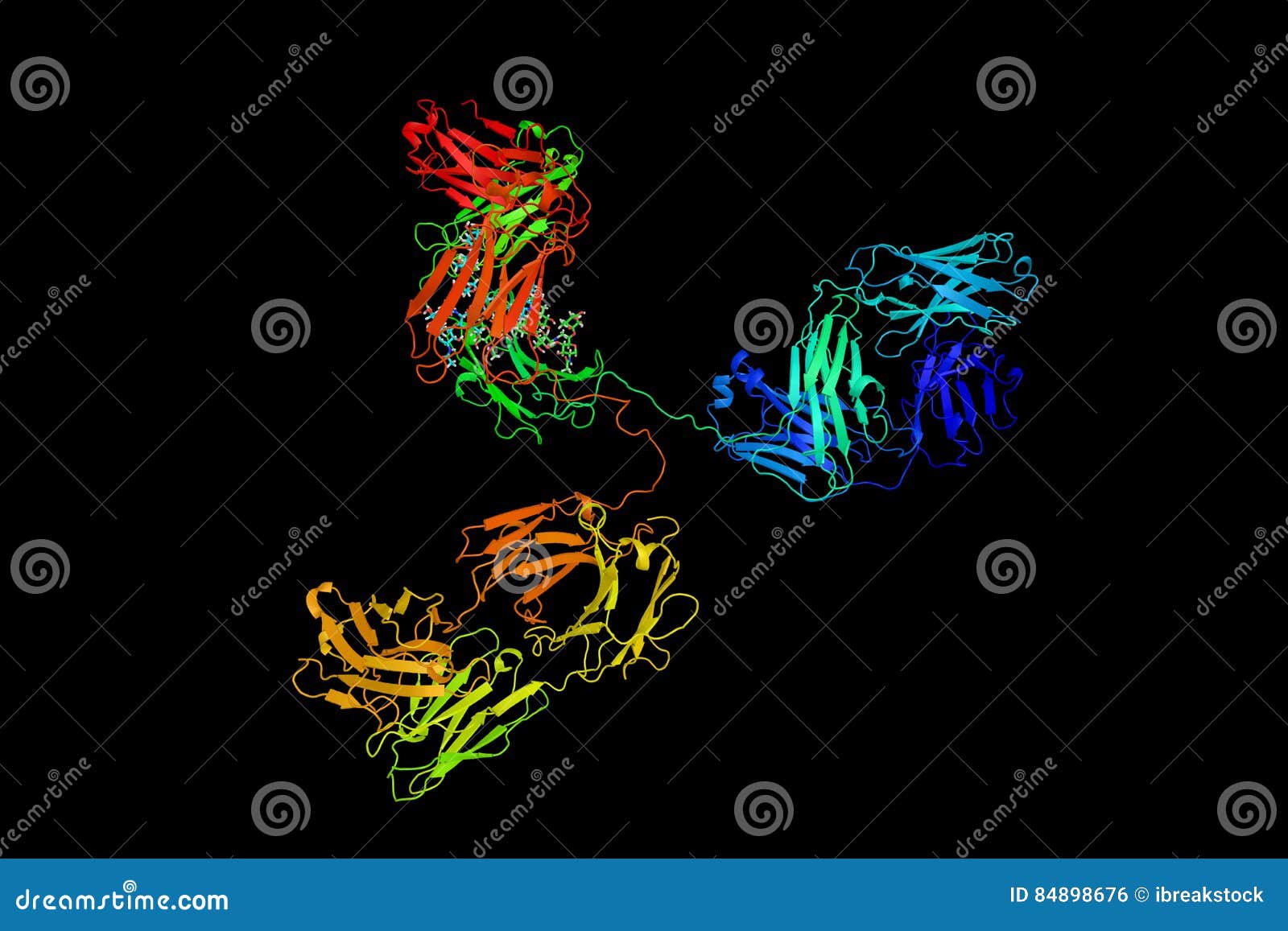 IgG2a A Subclass Of Immunoglobulin G An Antibody 3d Model Stock igg2a-a-subclass-of-immunoglobulin-g-an-antibody-3d-model-stock