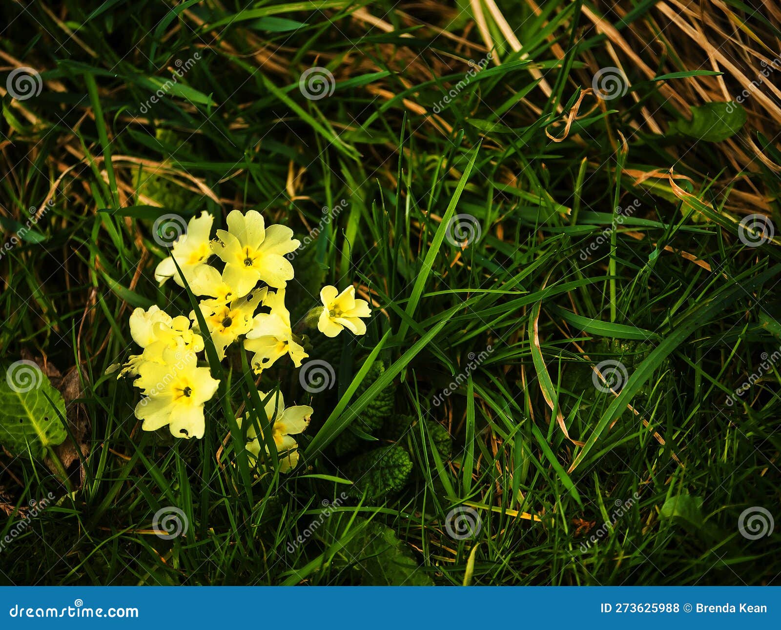 primroses in ightenhill park in burnley lancashire