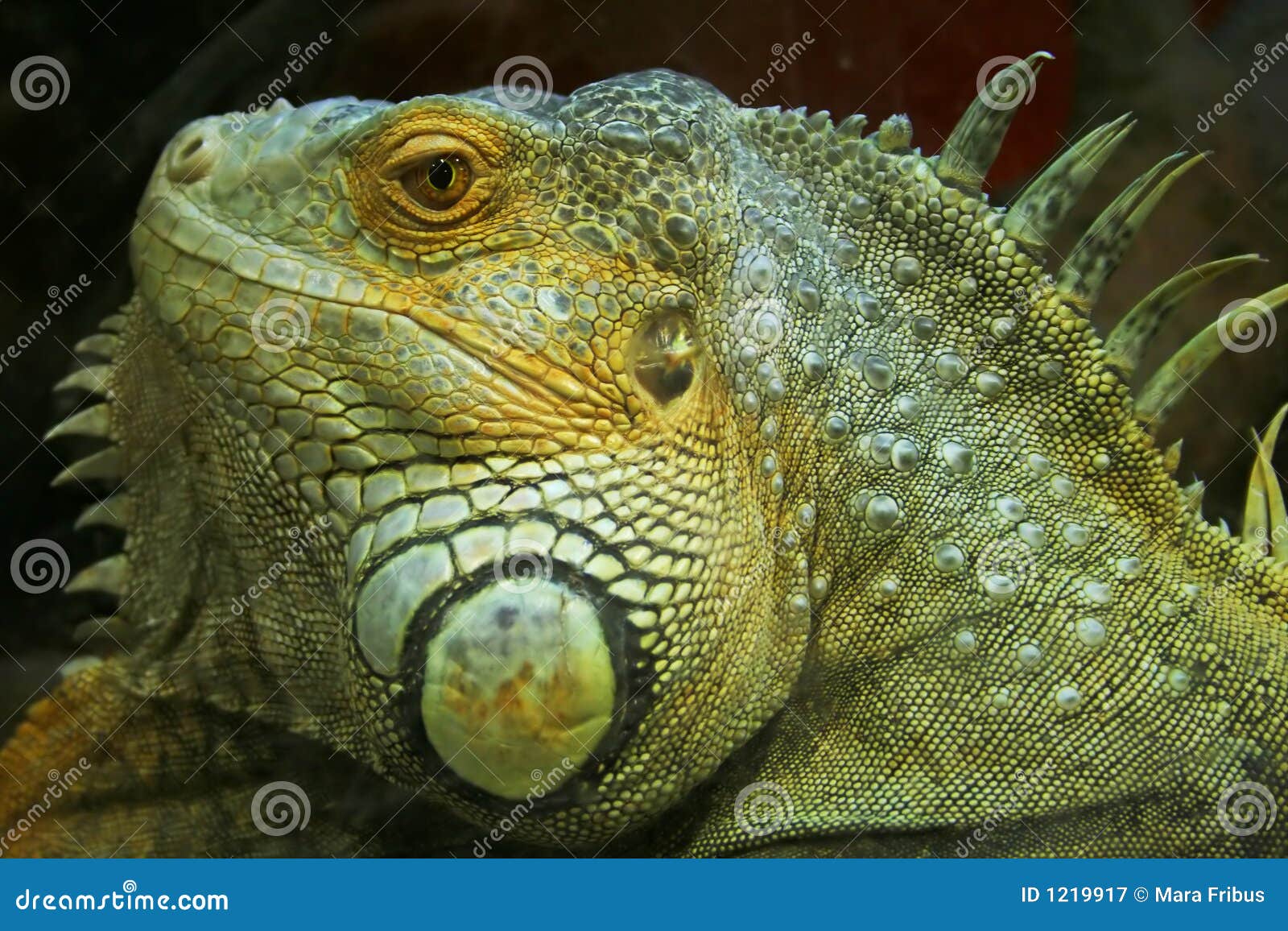 Un primo piano dell'iguana verde intenso