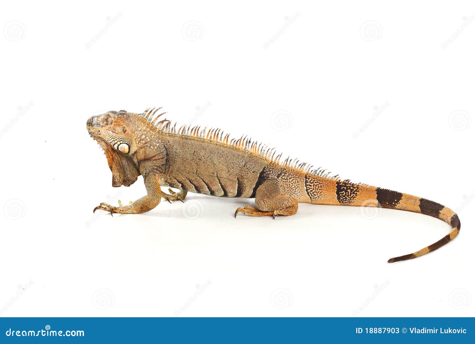 Iguana imagen de archivo. Imagen de fauna, primitivo - 18887903