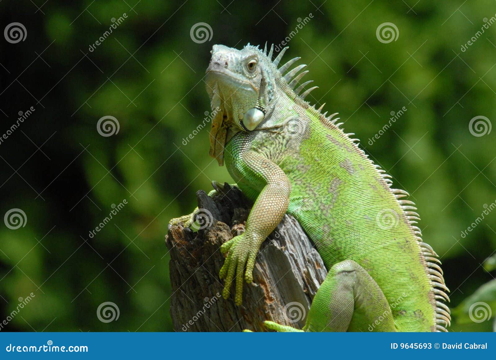 iguana