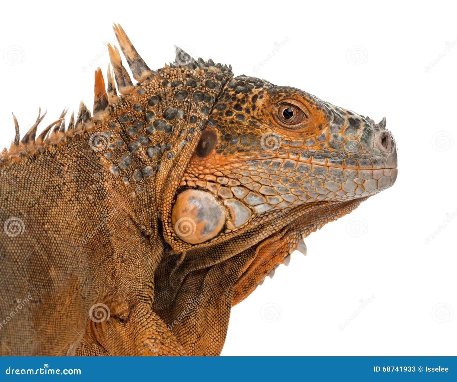 Iguana aislada en blanco imagen de archivo. Imagen de reptil - 68741933