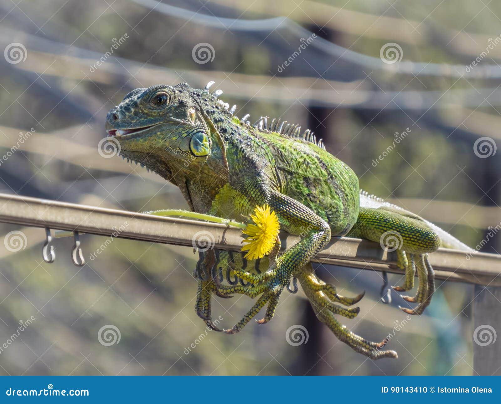 Iguana basks in the sun stock photo. Image of wildlife 90143410