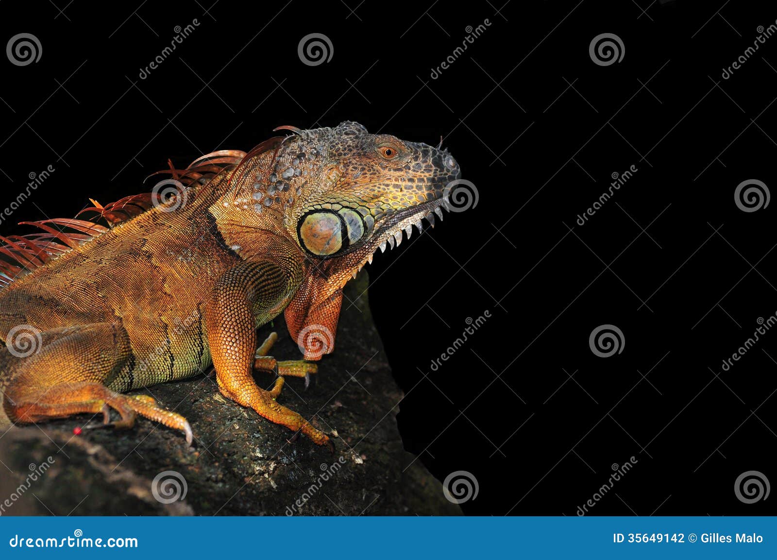 Iguana On Black Background Stock Photography - Image: 356491421300 x 953