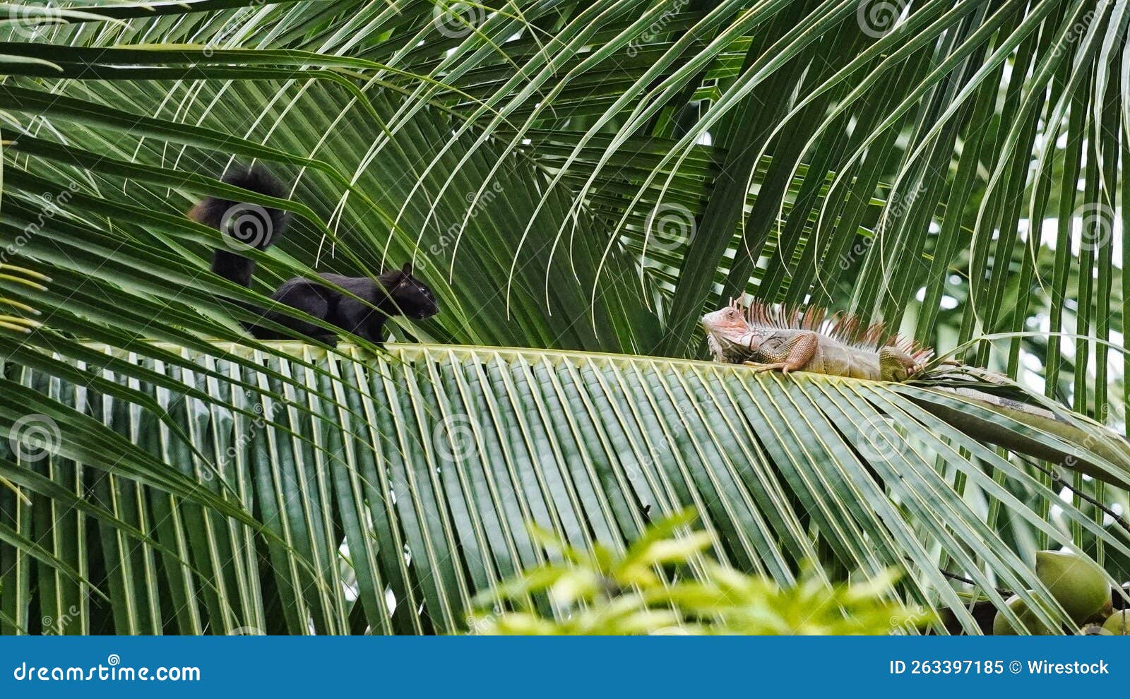 Iguana and a Black Squirrel on the Palm Tree Branch Stock Image Image