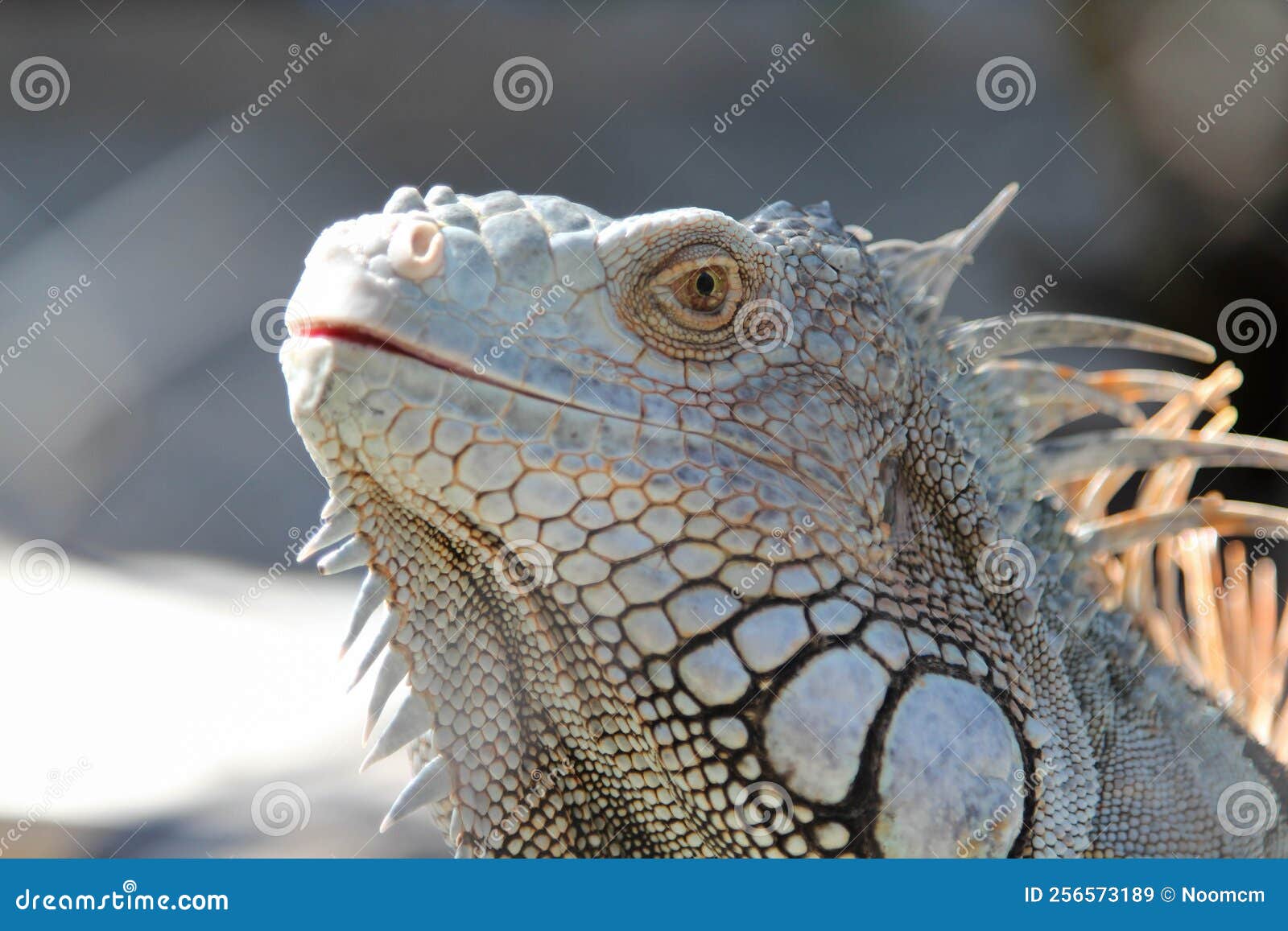 Iguana in cage stock image. Image of animal, species 256573189