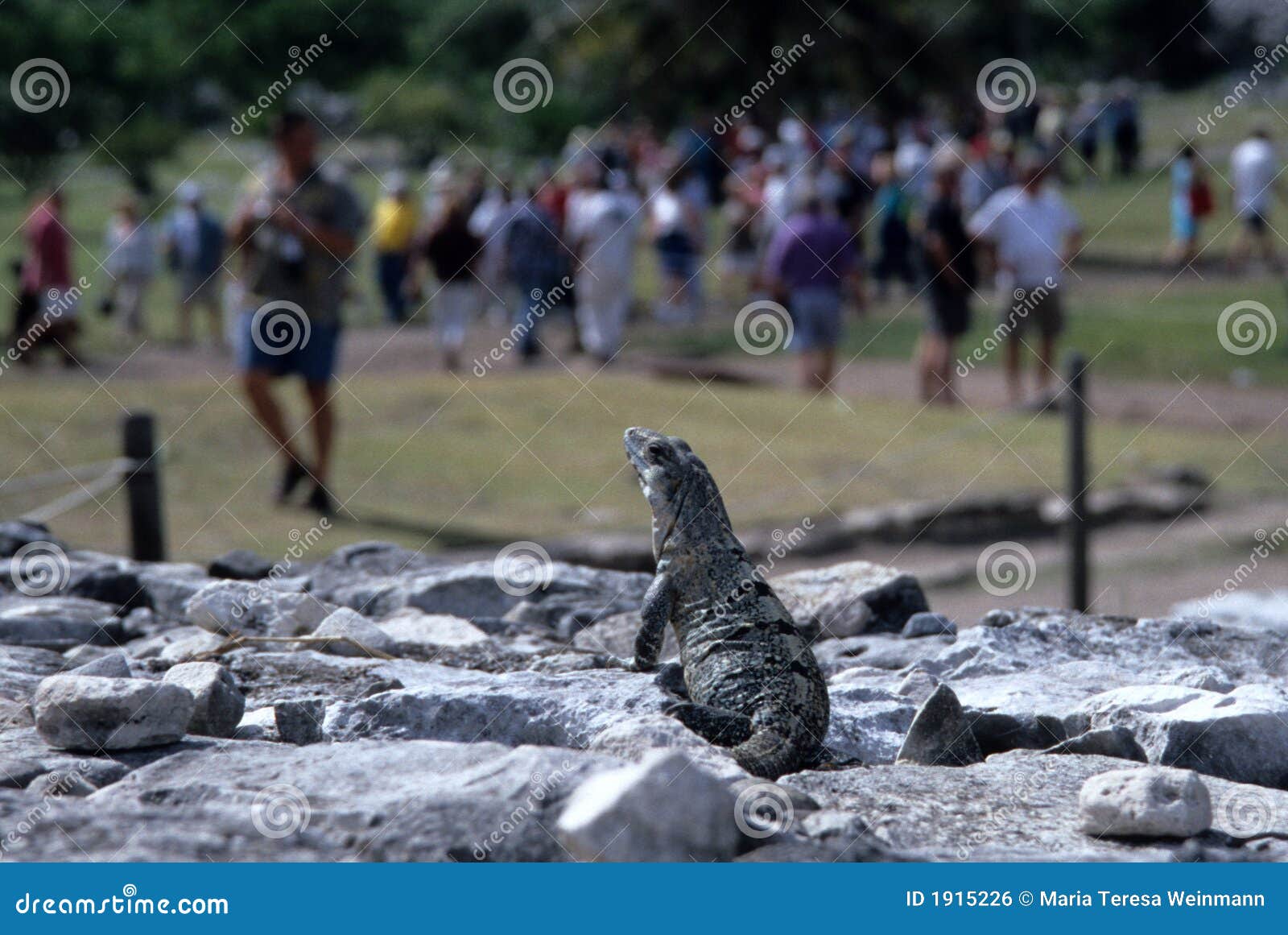 iguana, counting visitors
