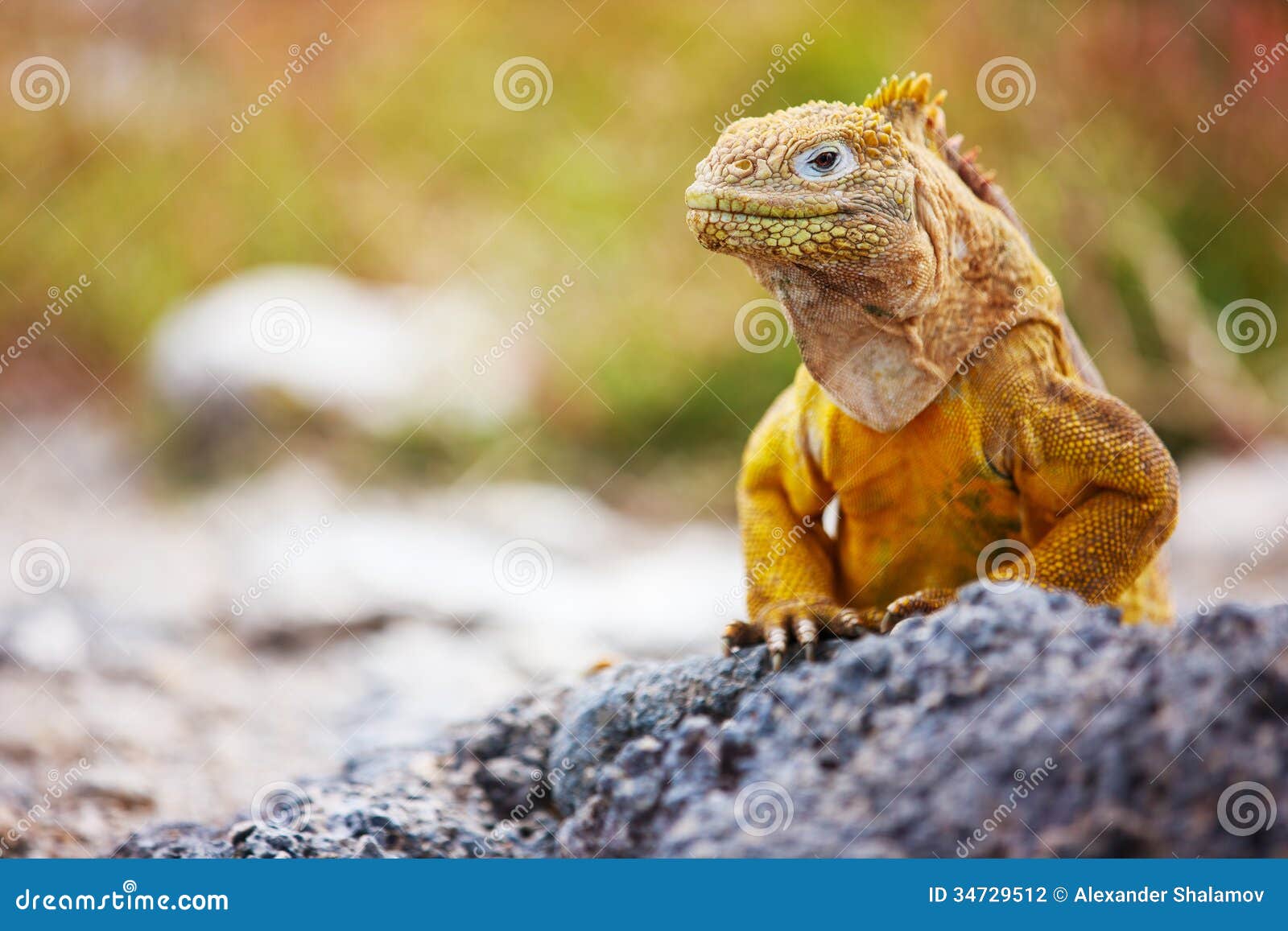 Iguana de la tierra foto de archivo. Imagen de criatura - 34729512