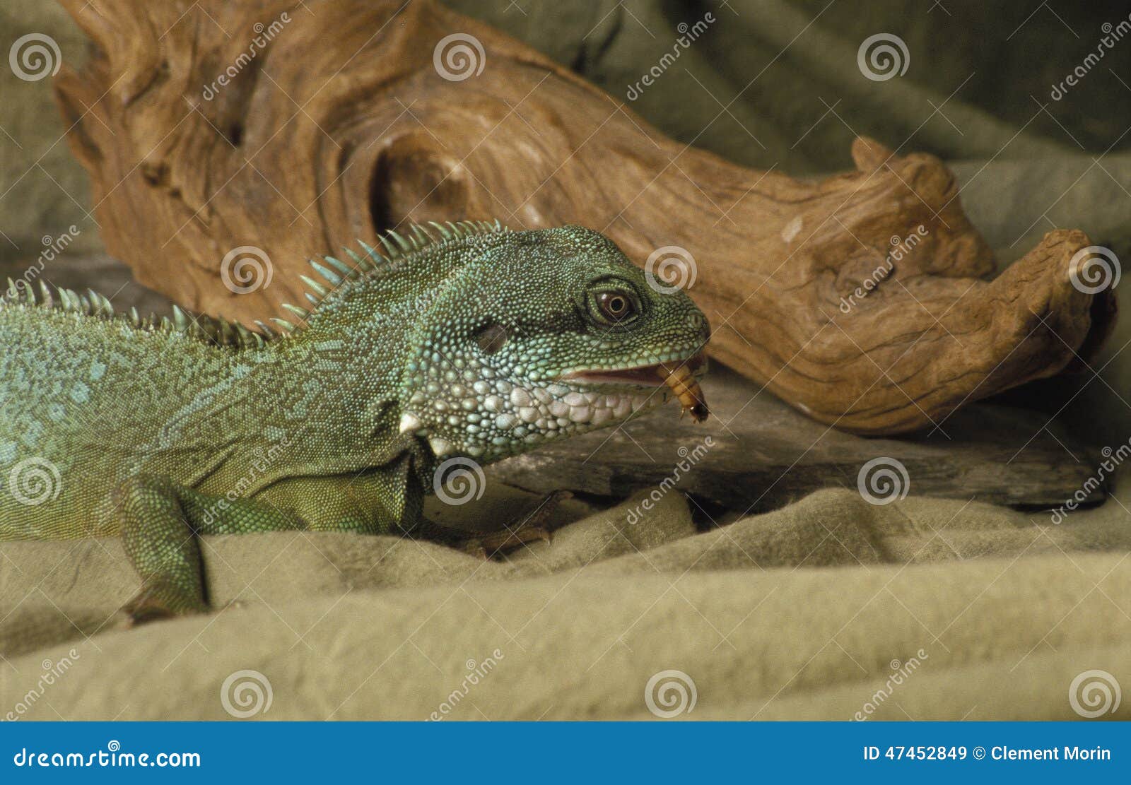 Iguana eating a worm stock image. Image of animal, beautiful 47452849